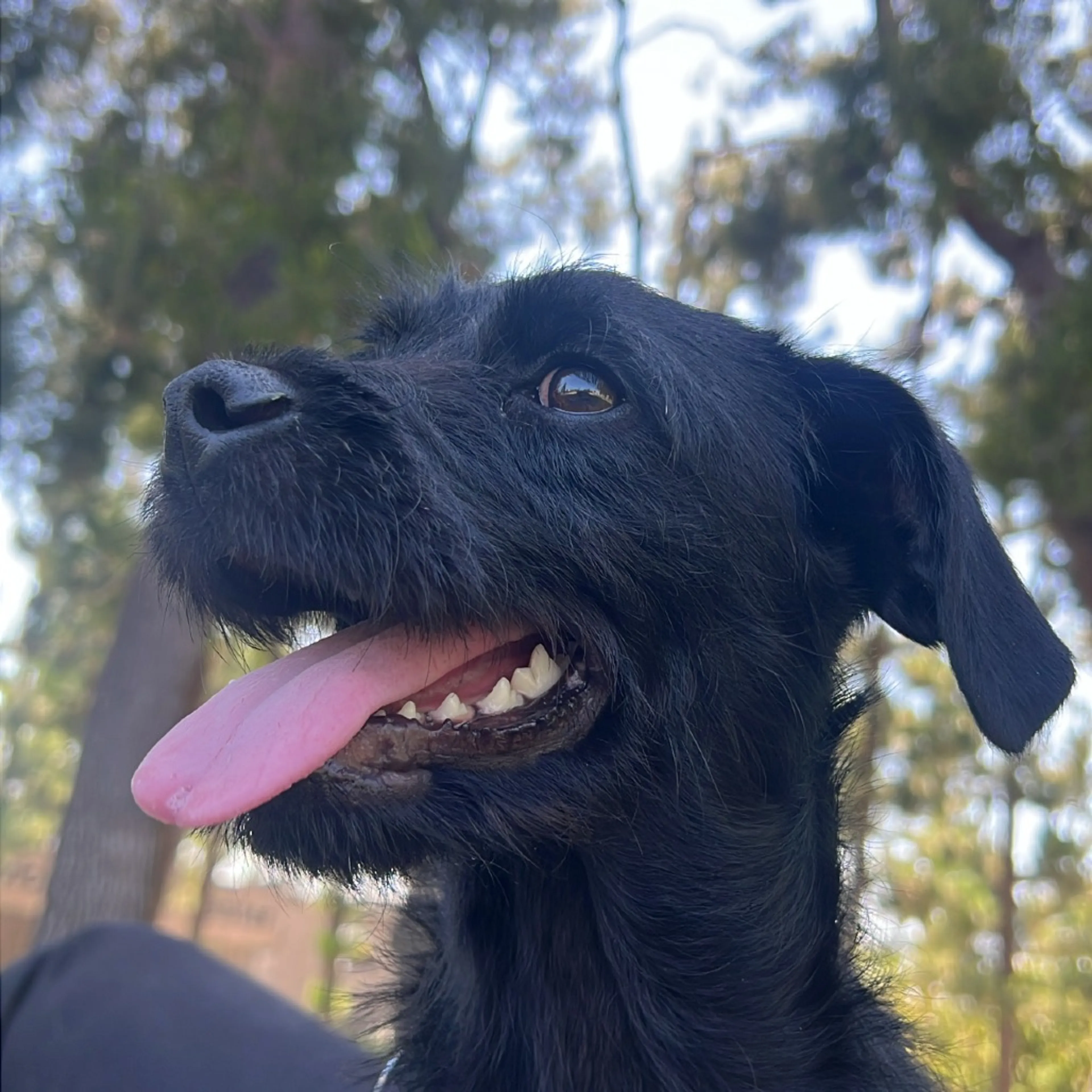 Found pet-18