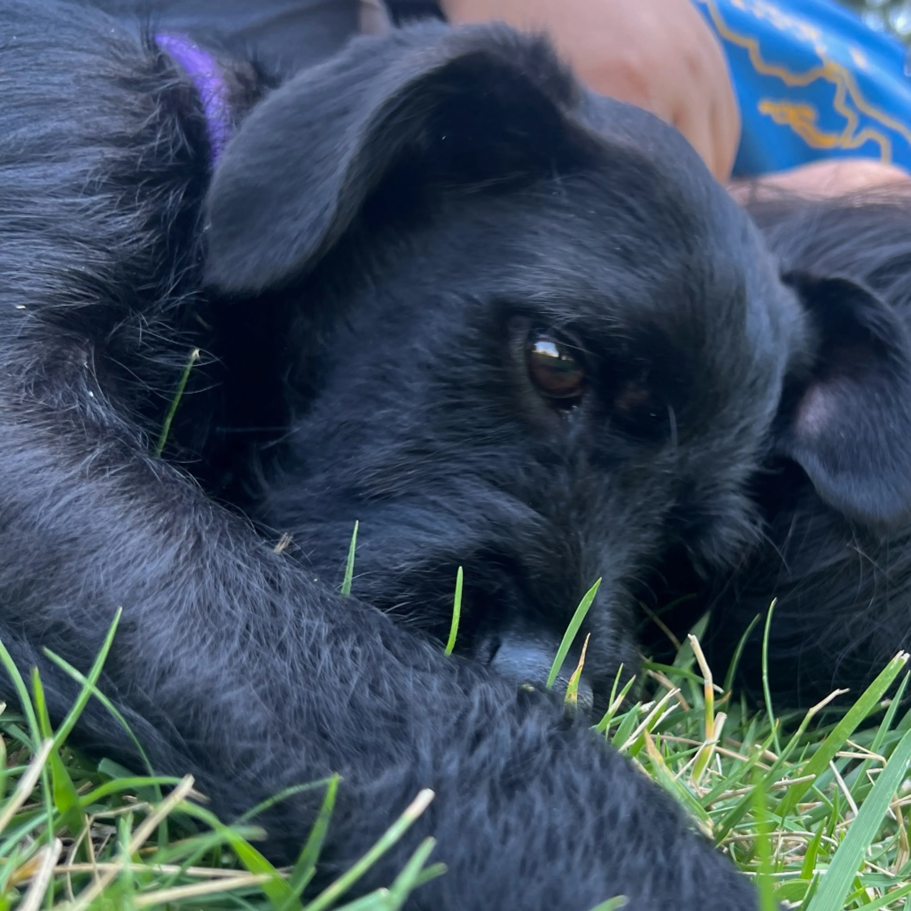 Found pet-21