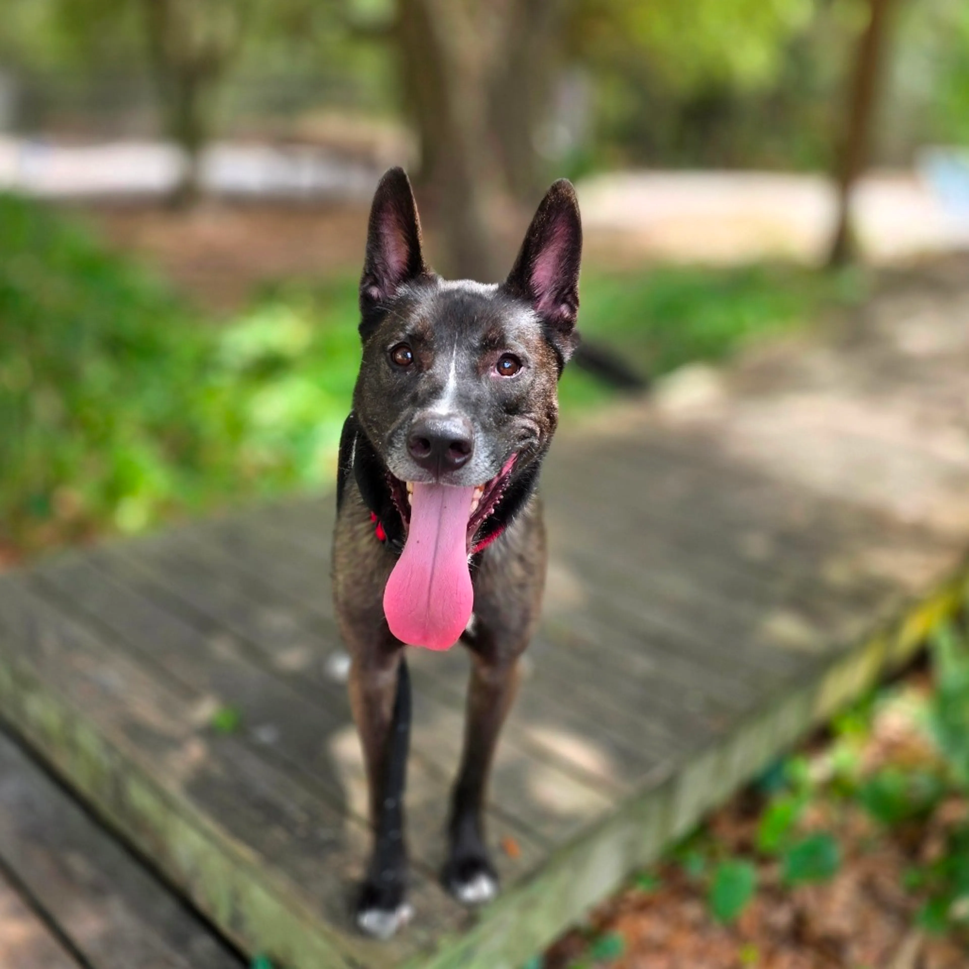 Found pet-1