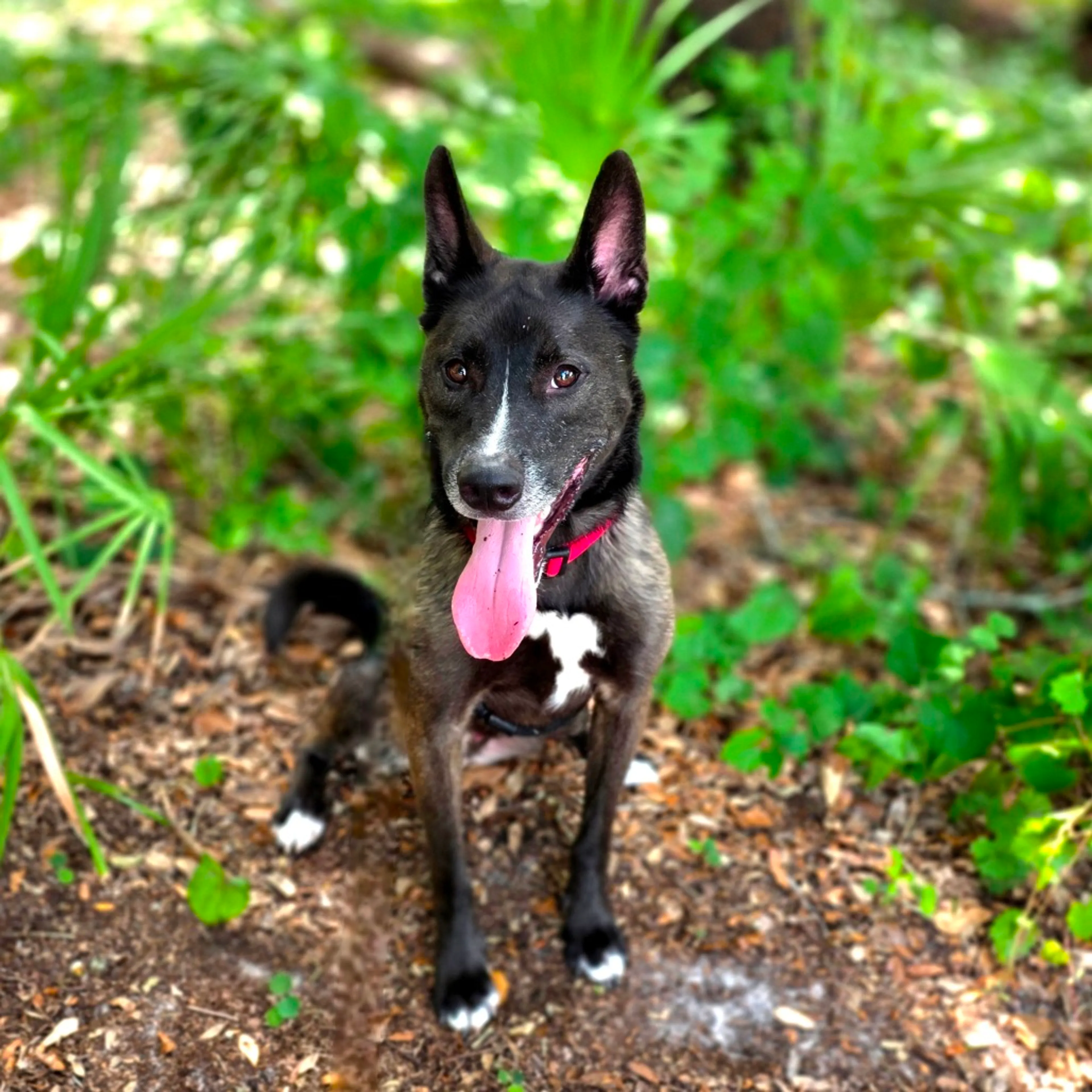 Found pet-13