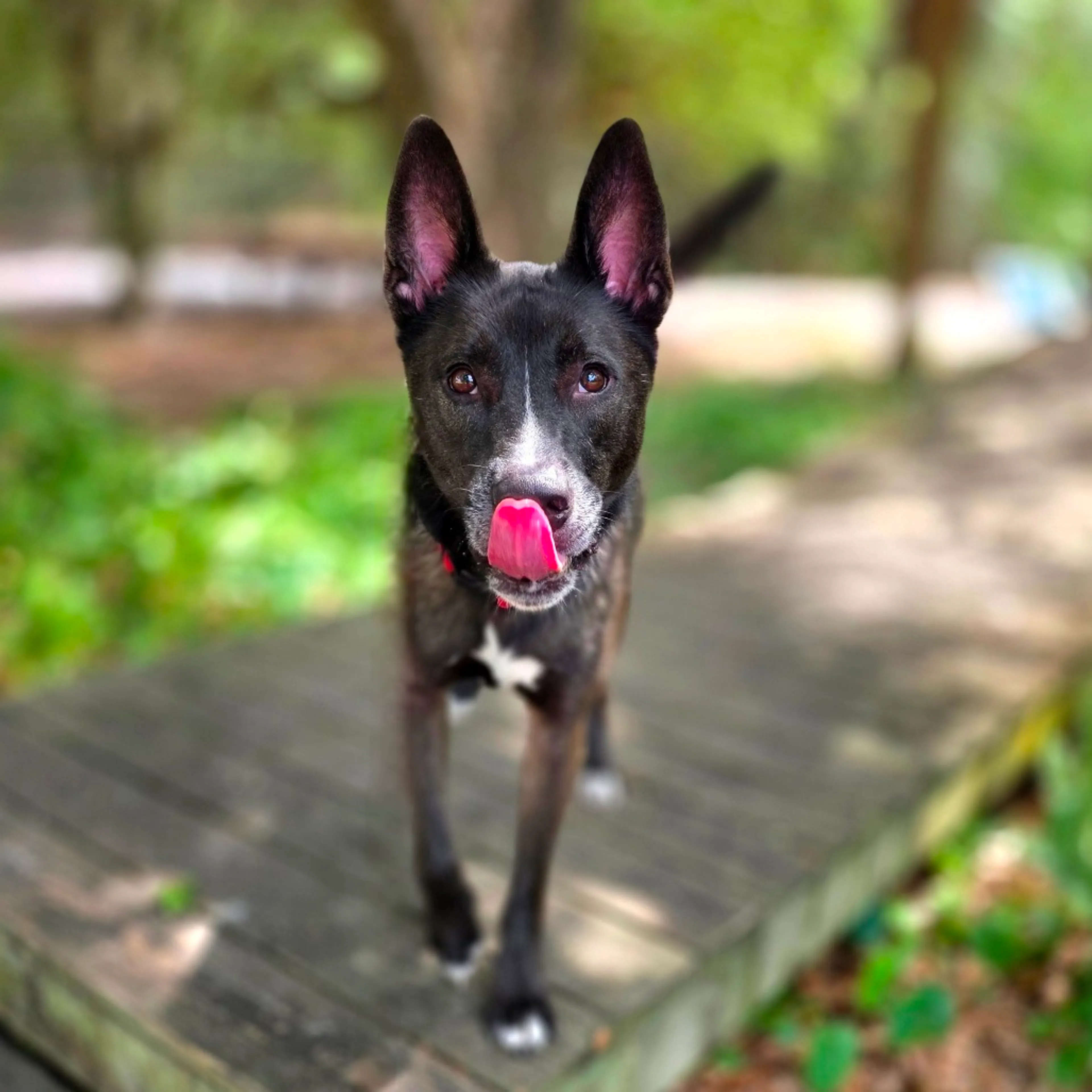 Found pet-3