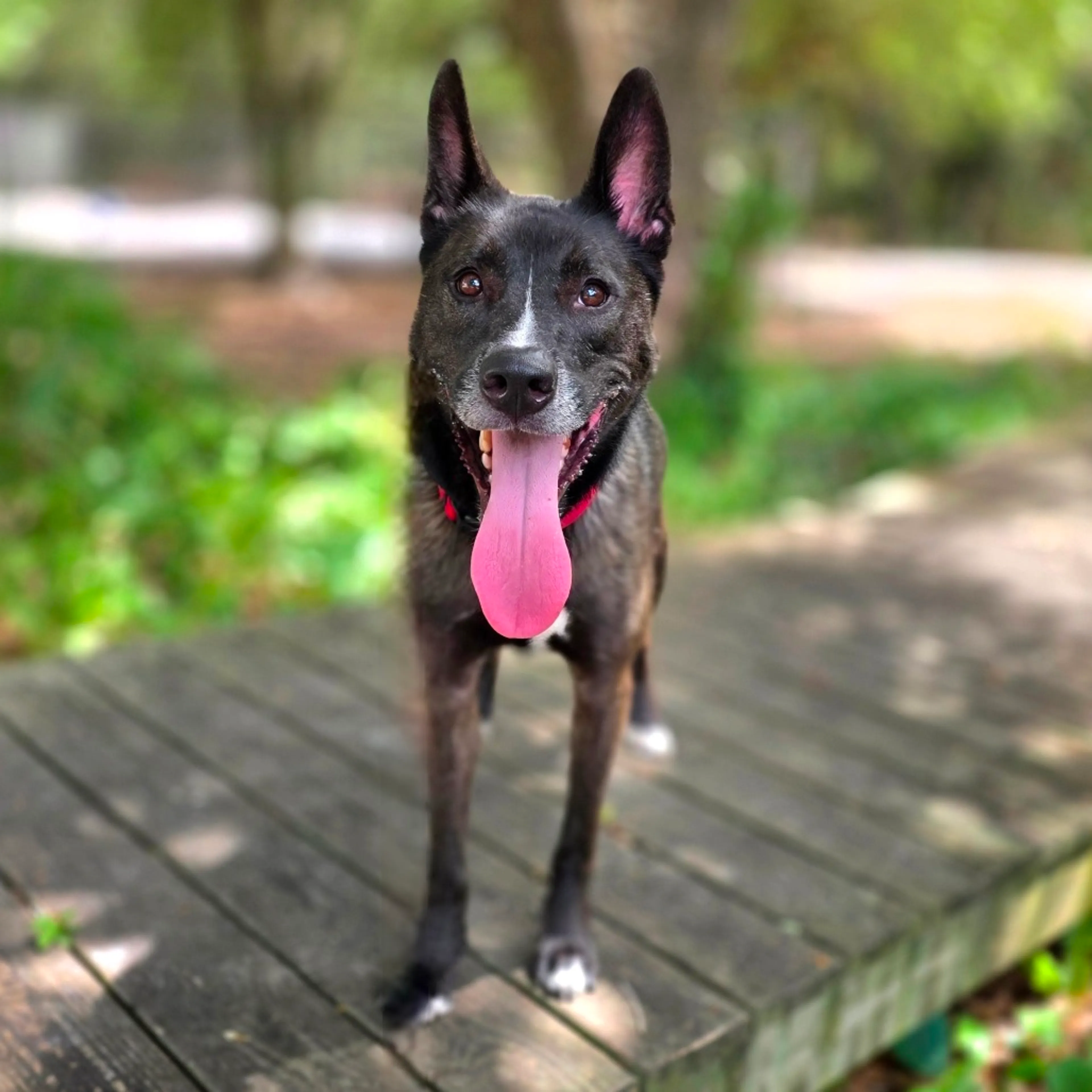 Found pet-4