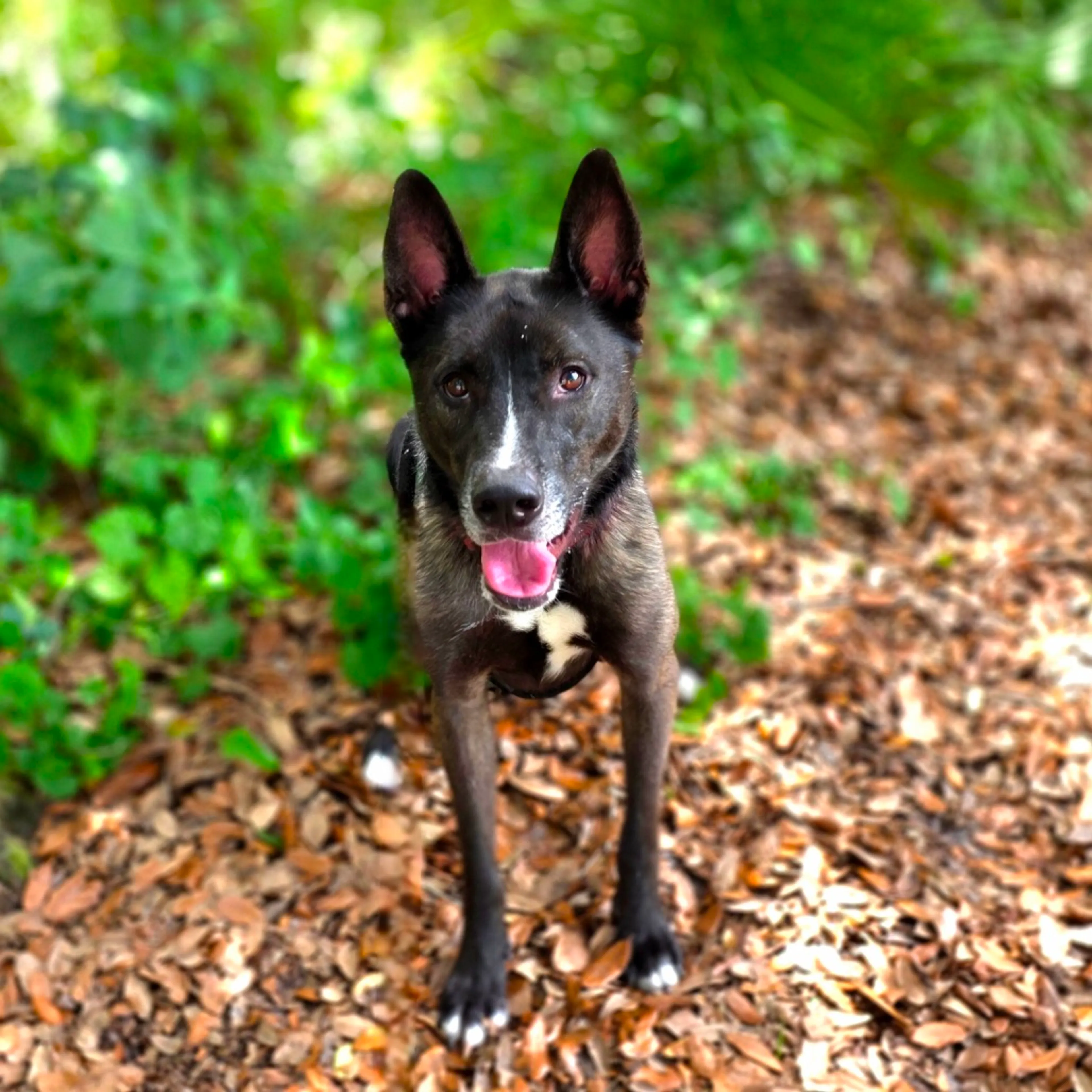 Found pet-8