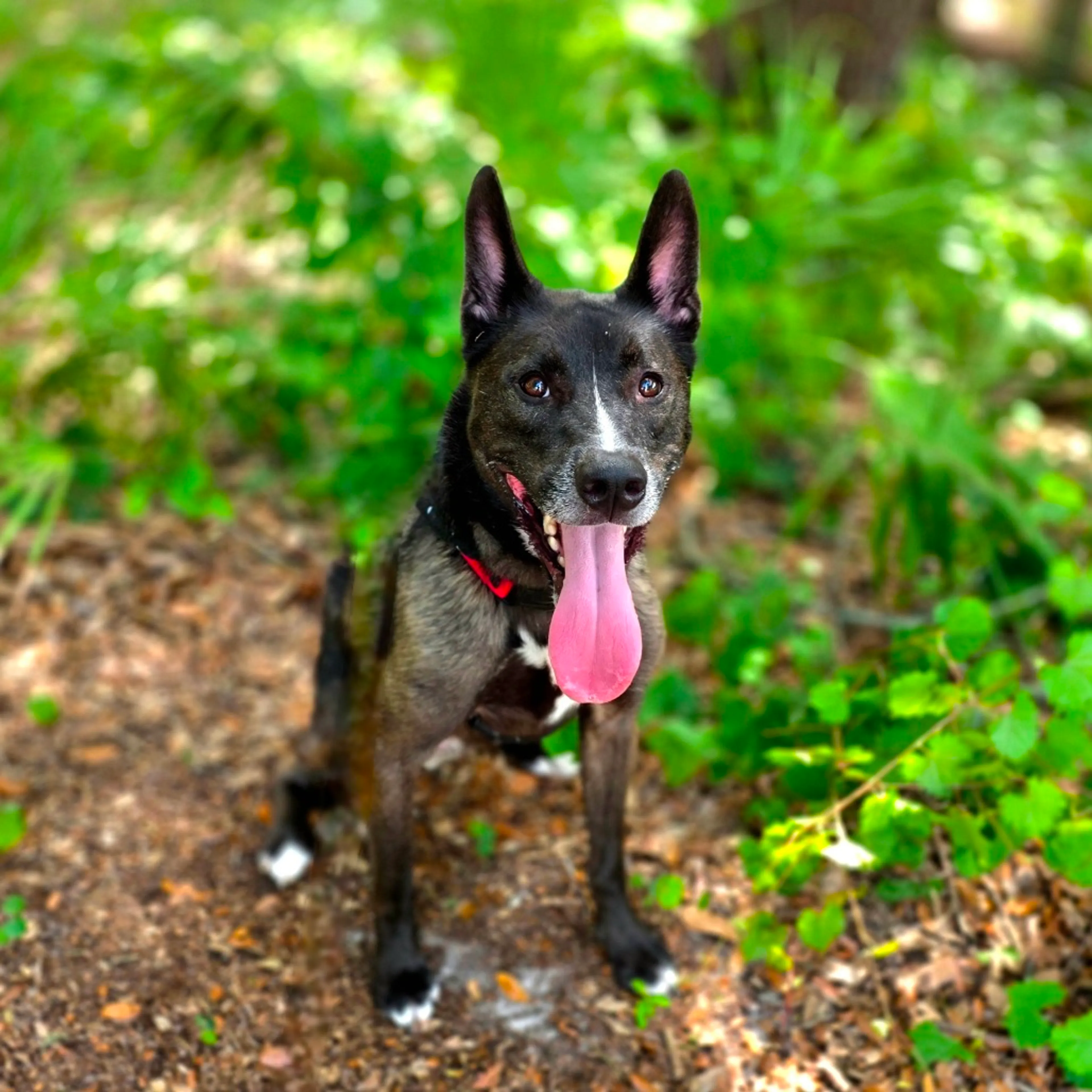 Found pet-12