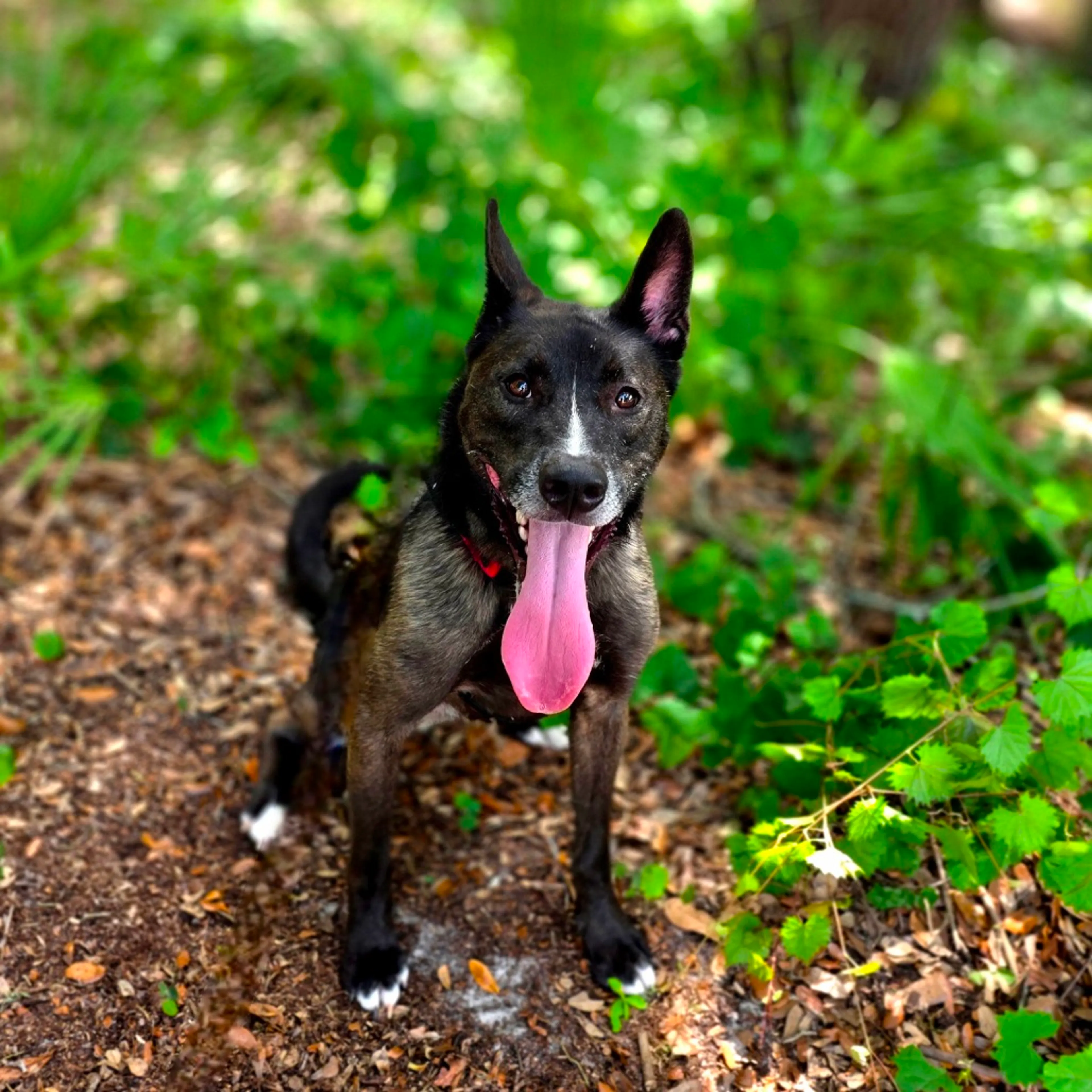 Found pet-9