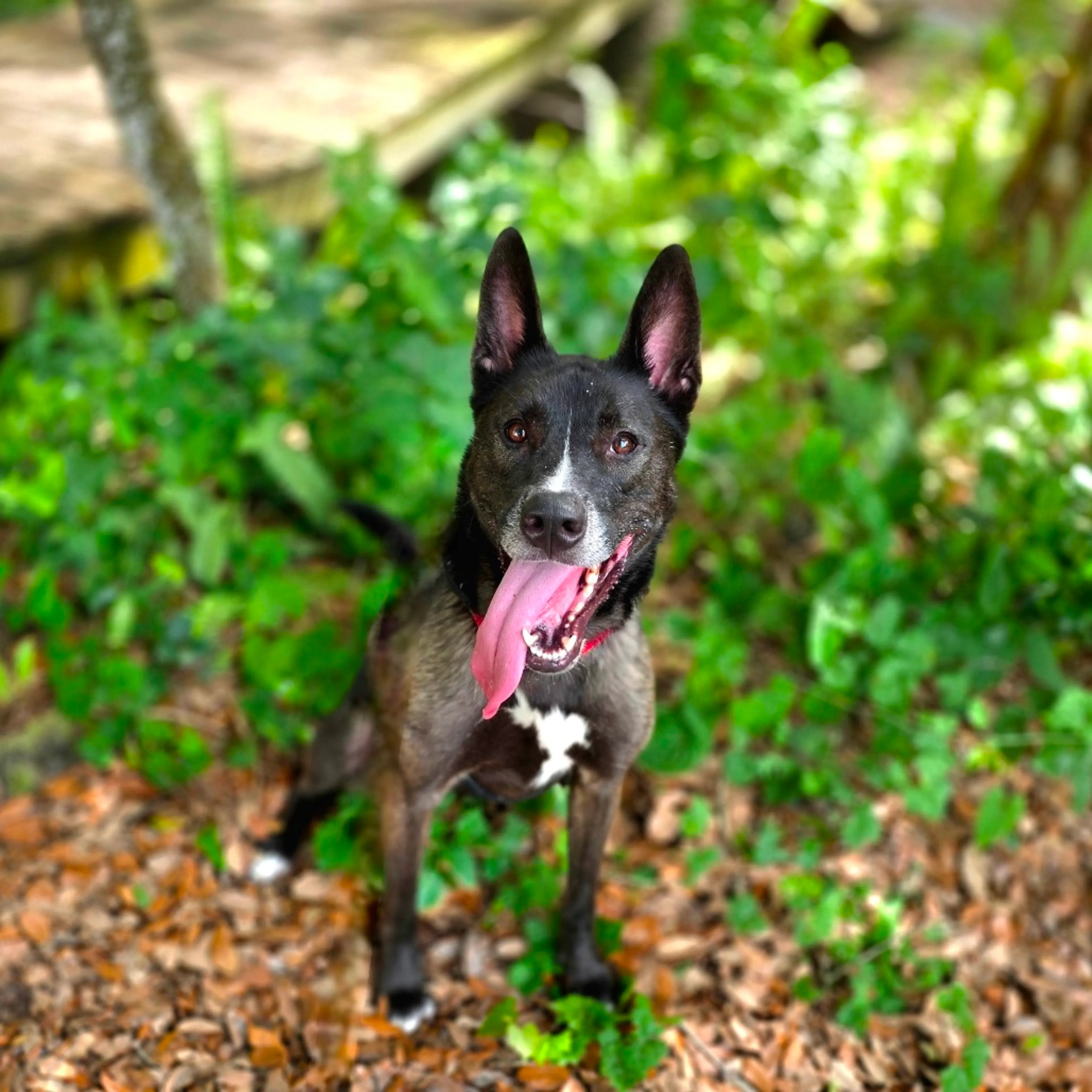Found pet-6