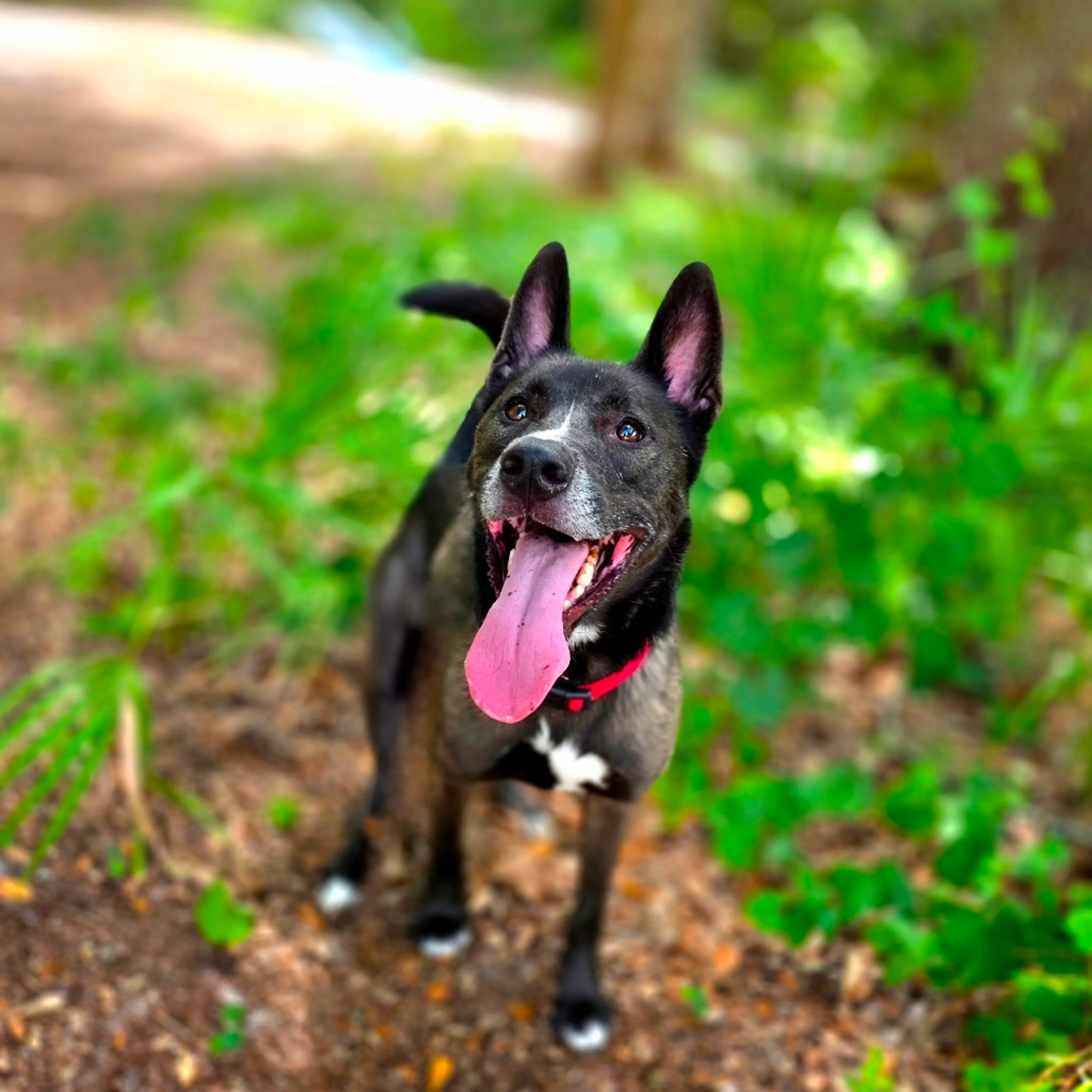 Found pet-14