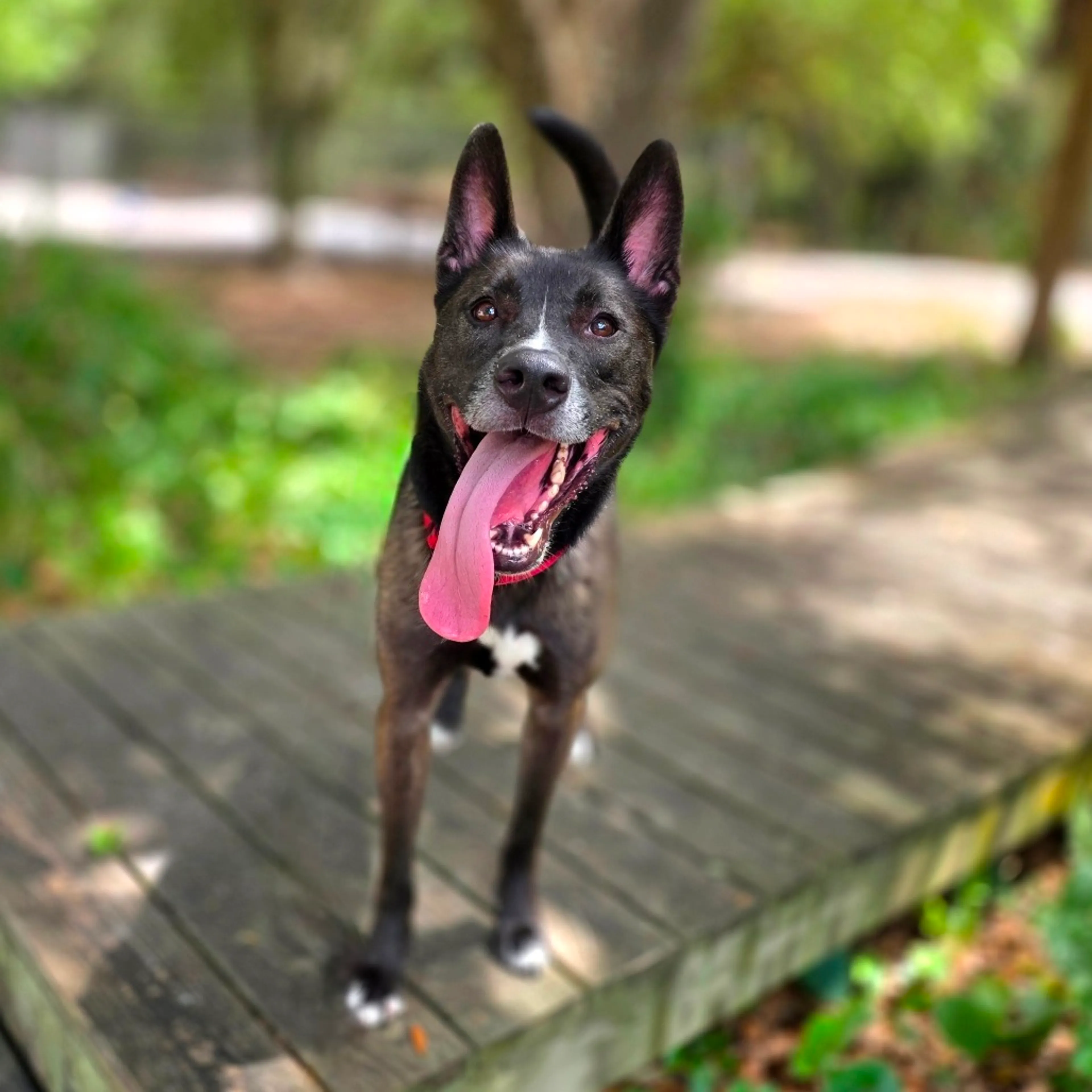 Found pet-2