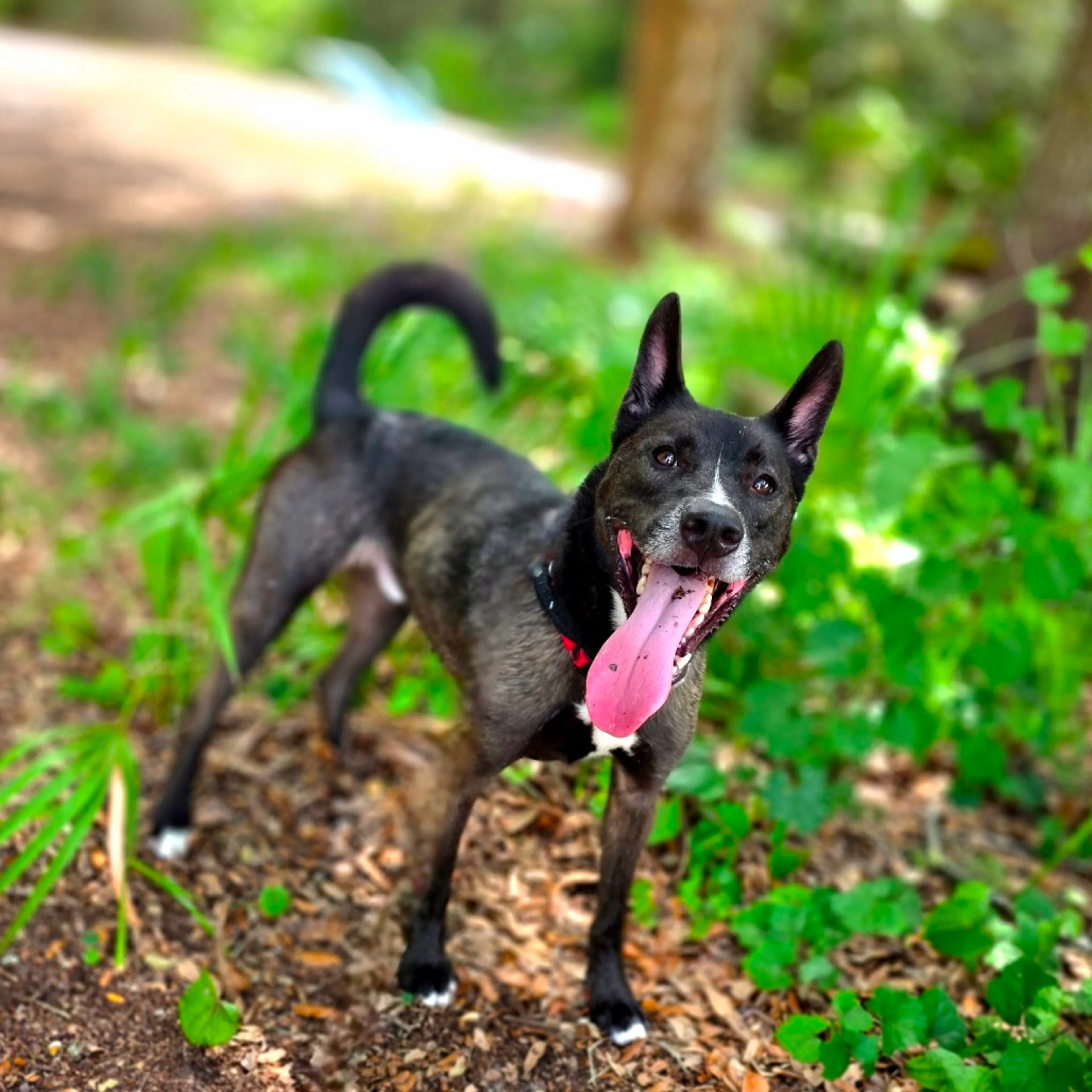 Found pet-11