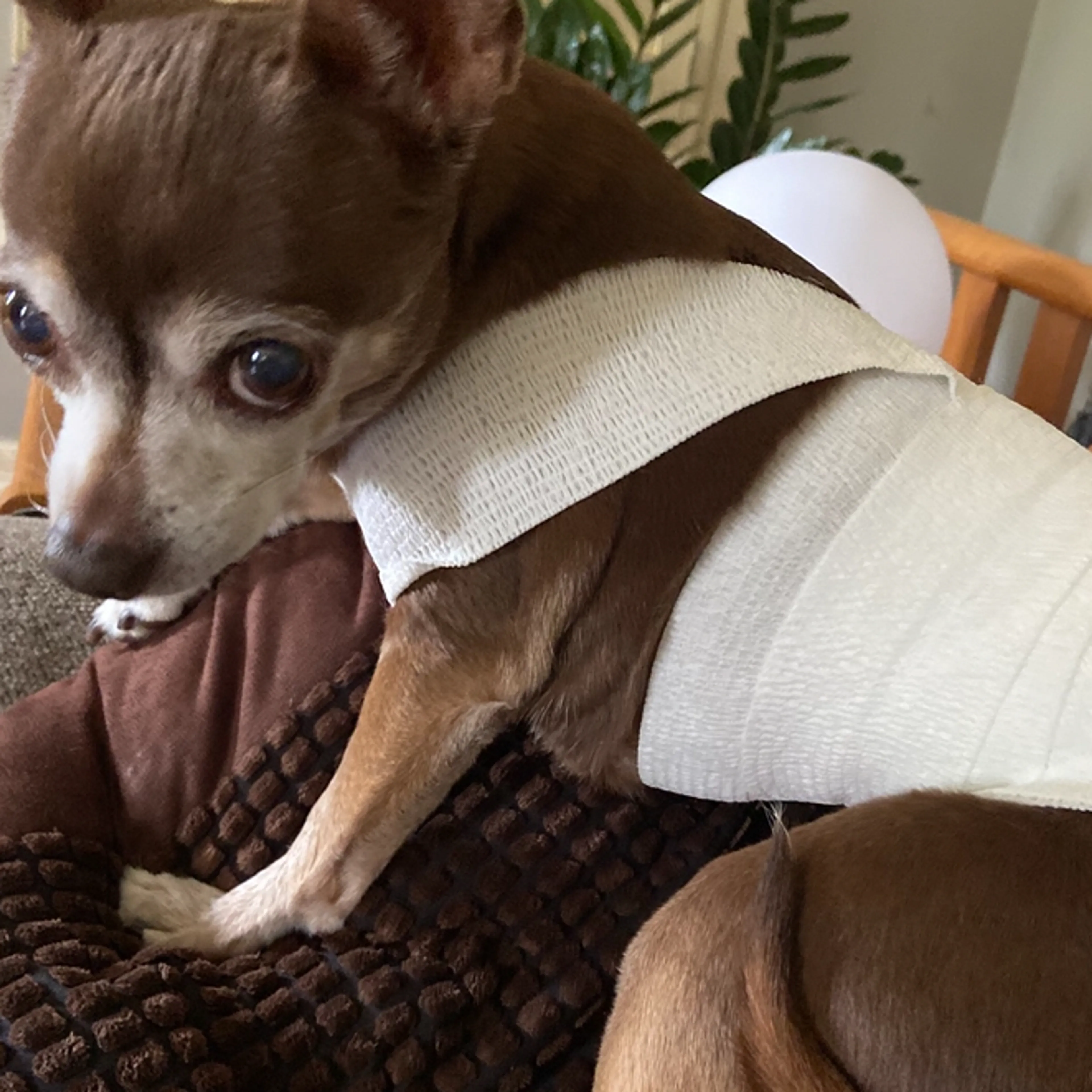 Lost pet-1