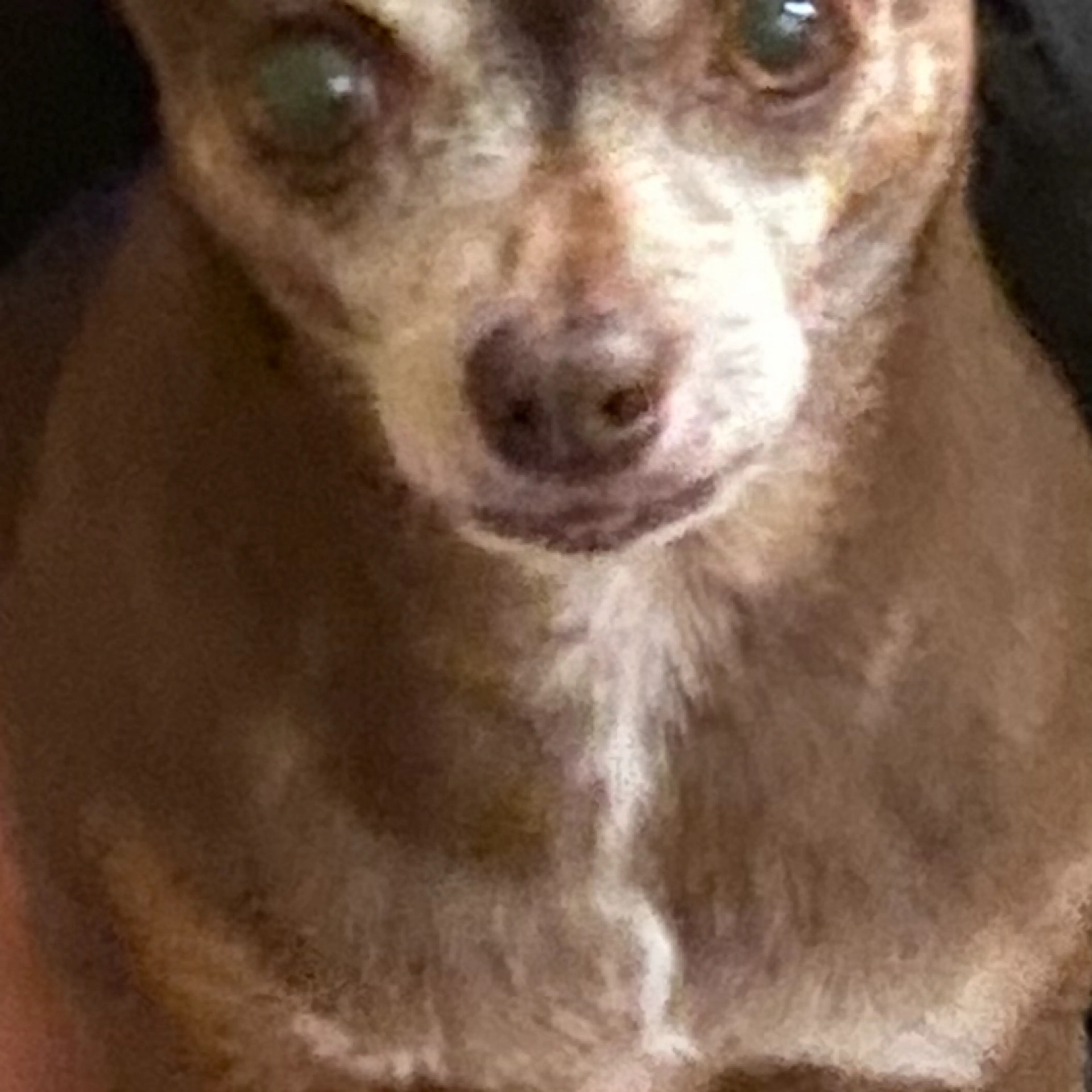 Lost pet-3