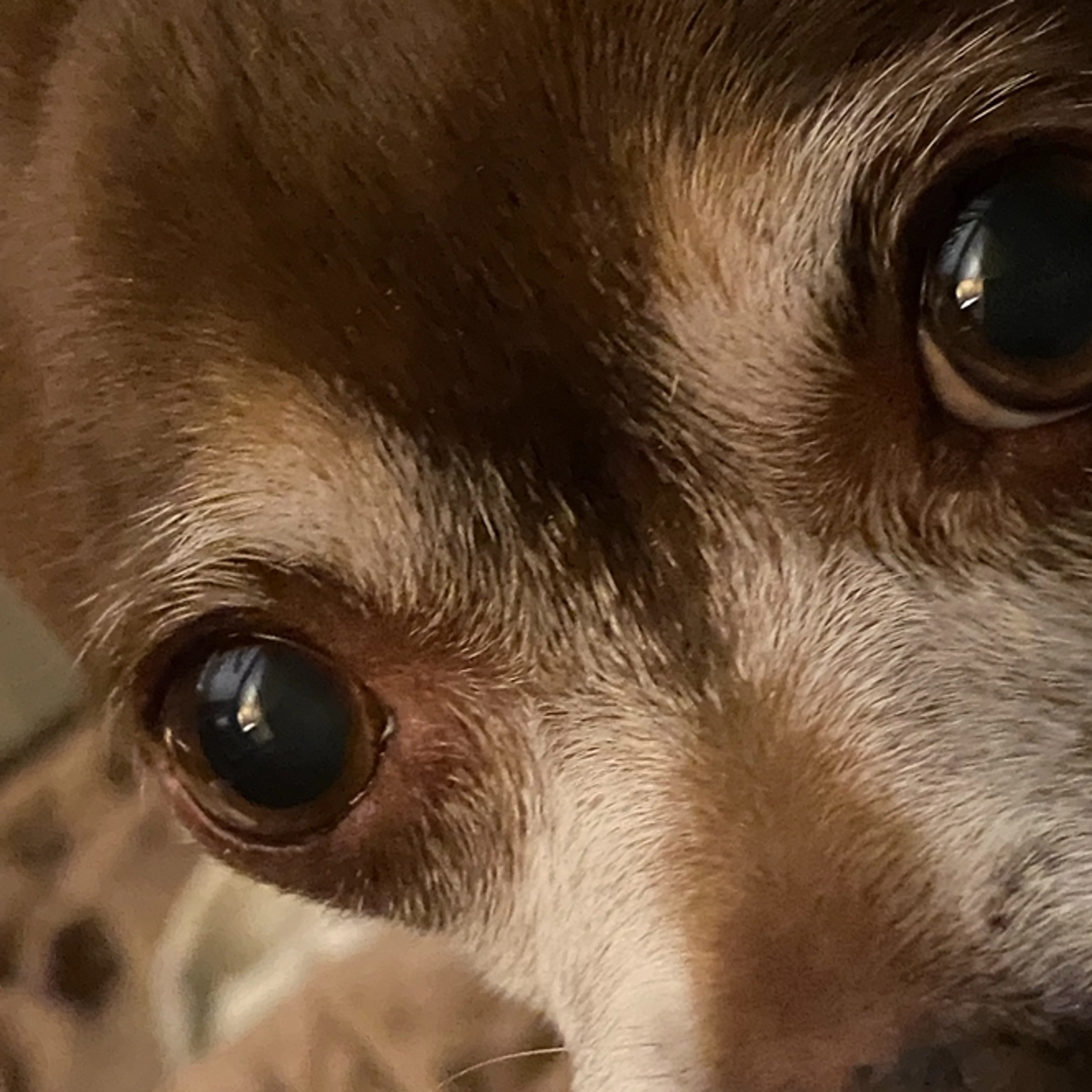 Lost pet-2