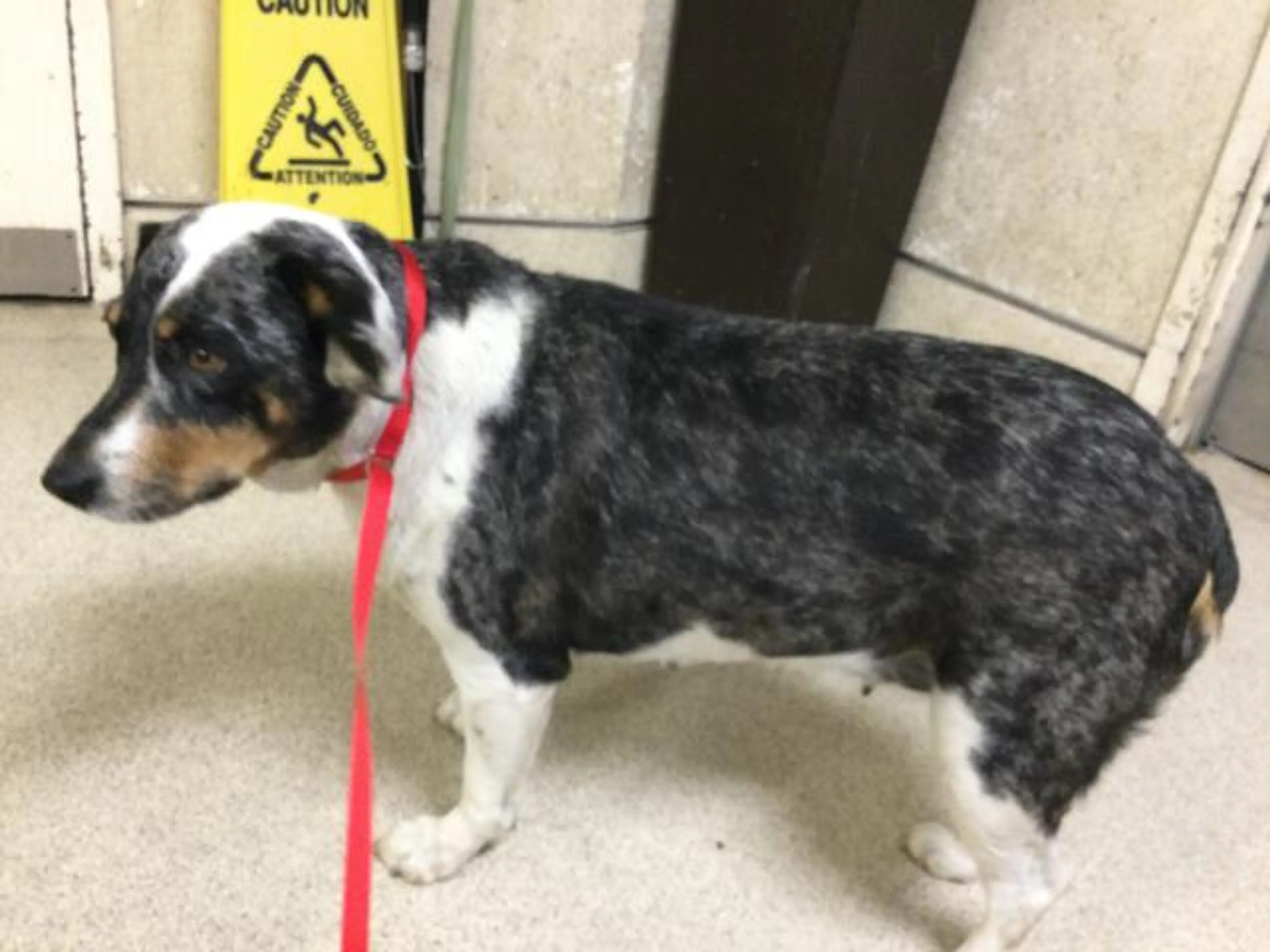 Found pet