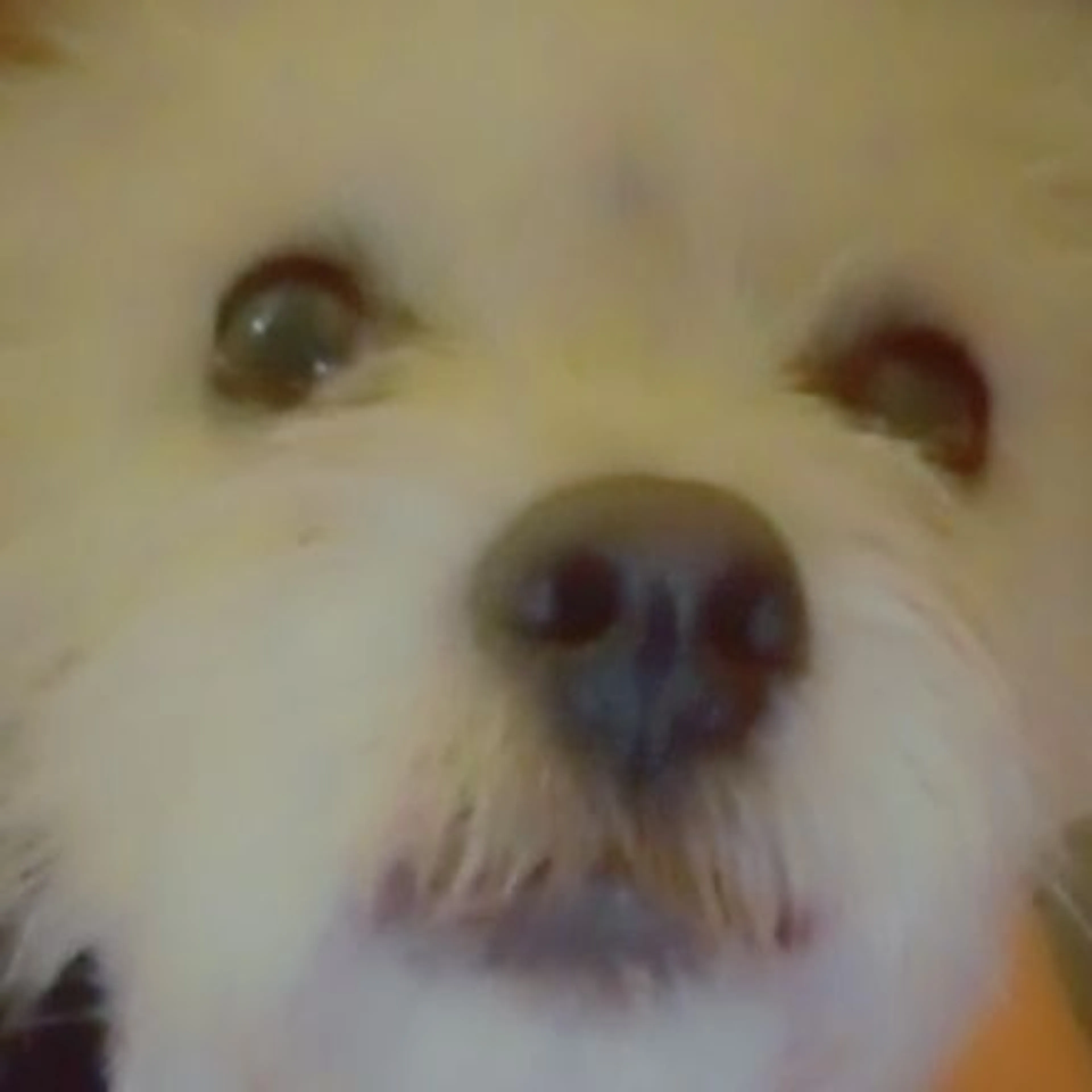 Lost pet