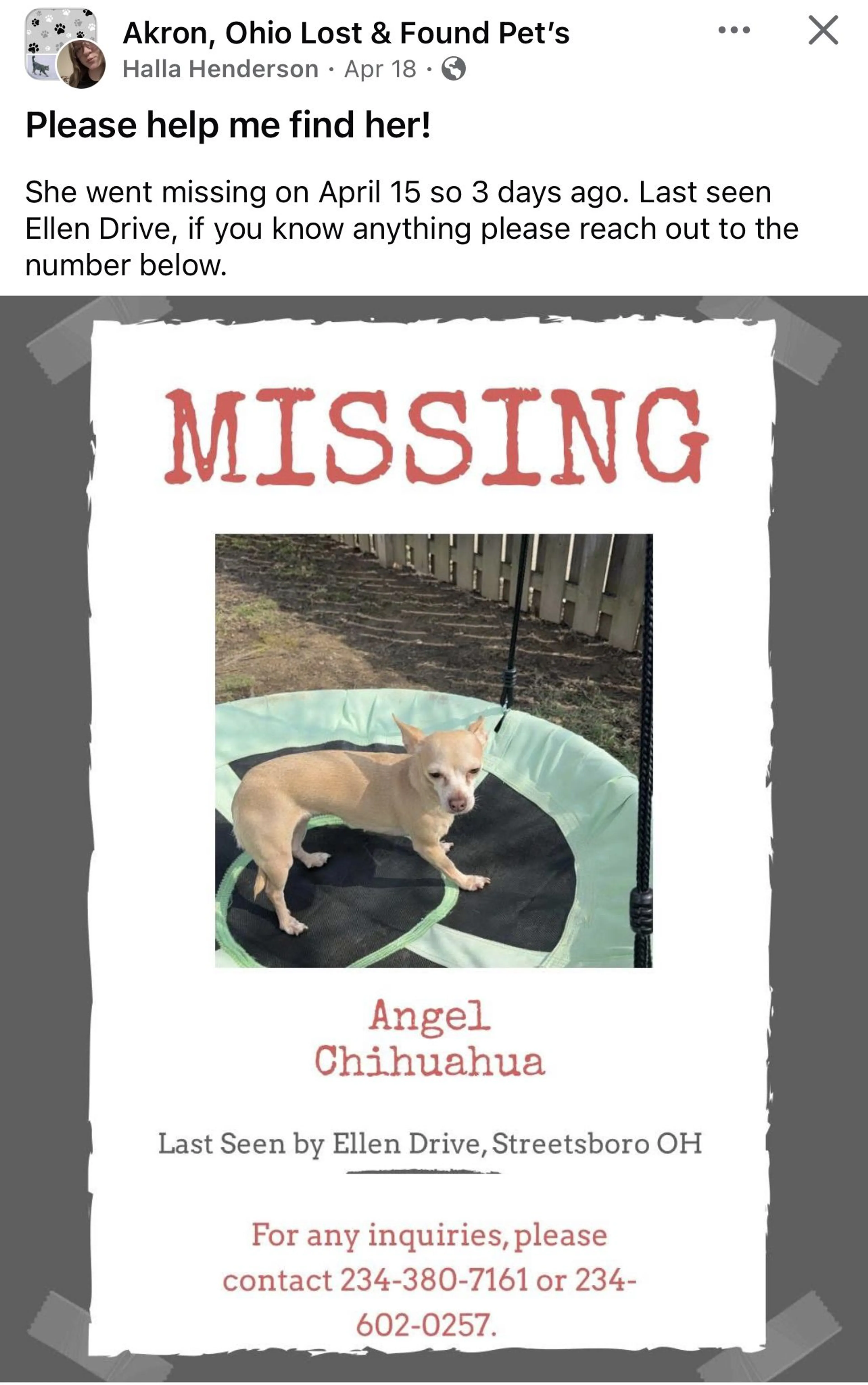 Lost pet