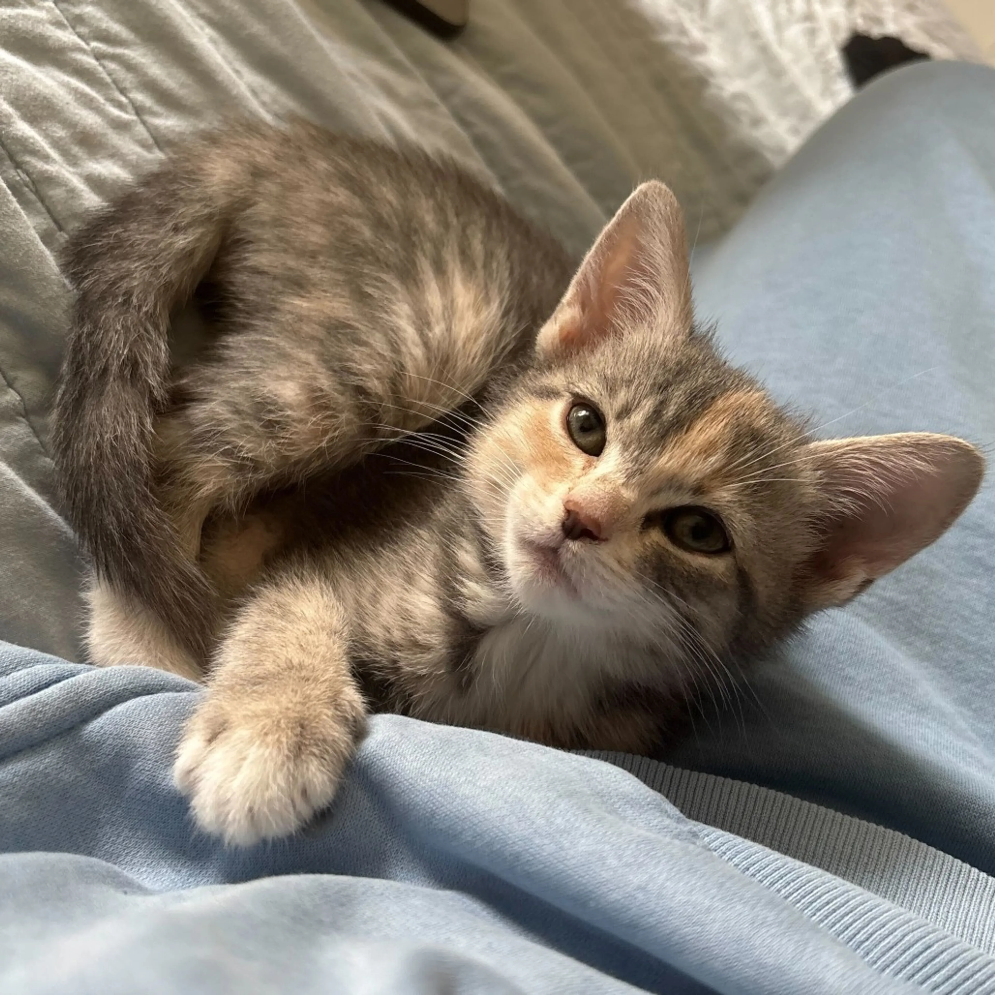 Found pet-0