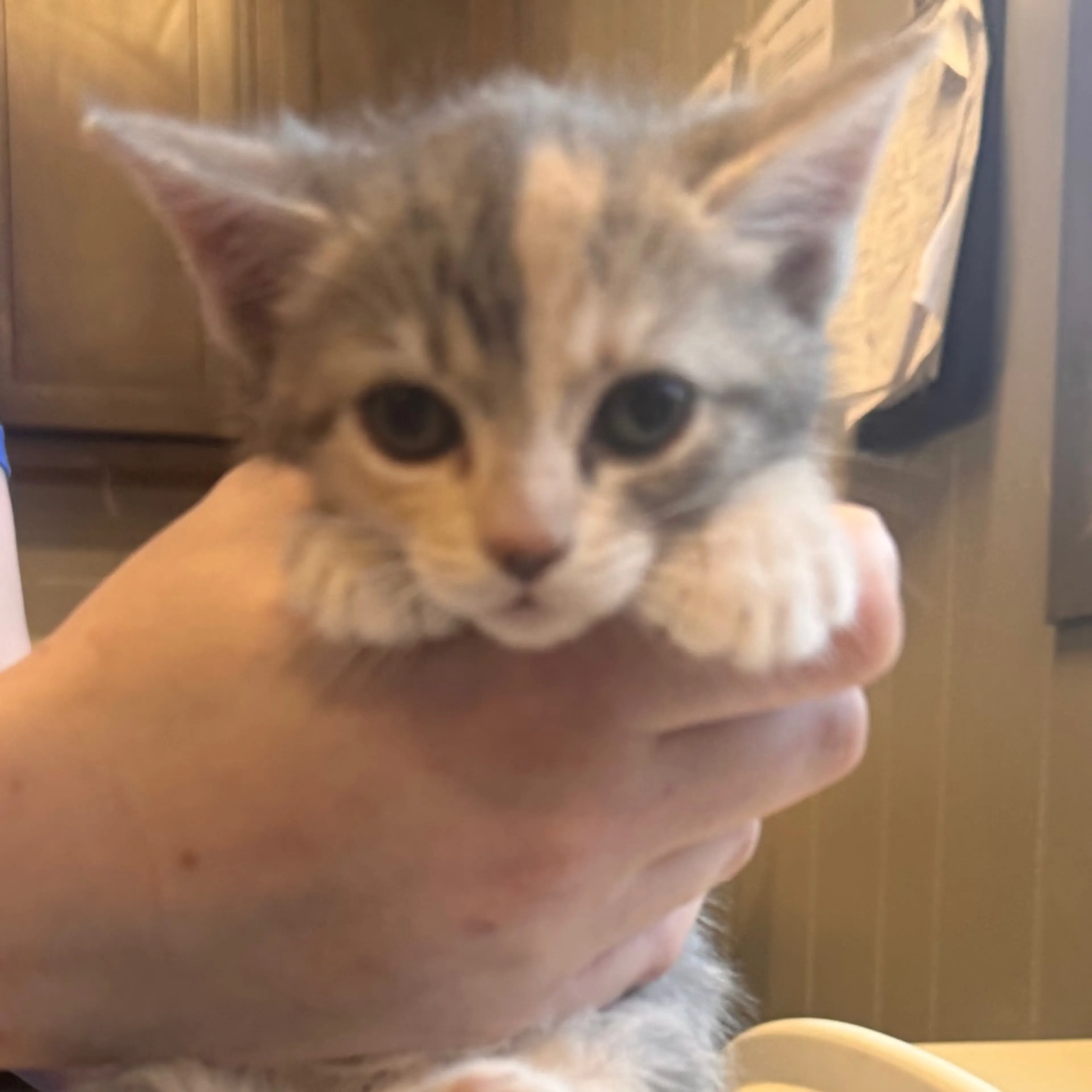 Found pet-1