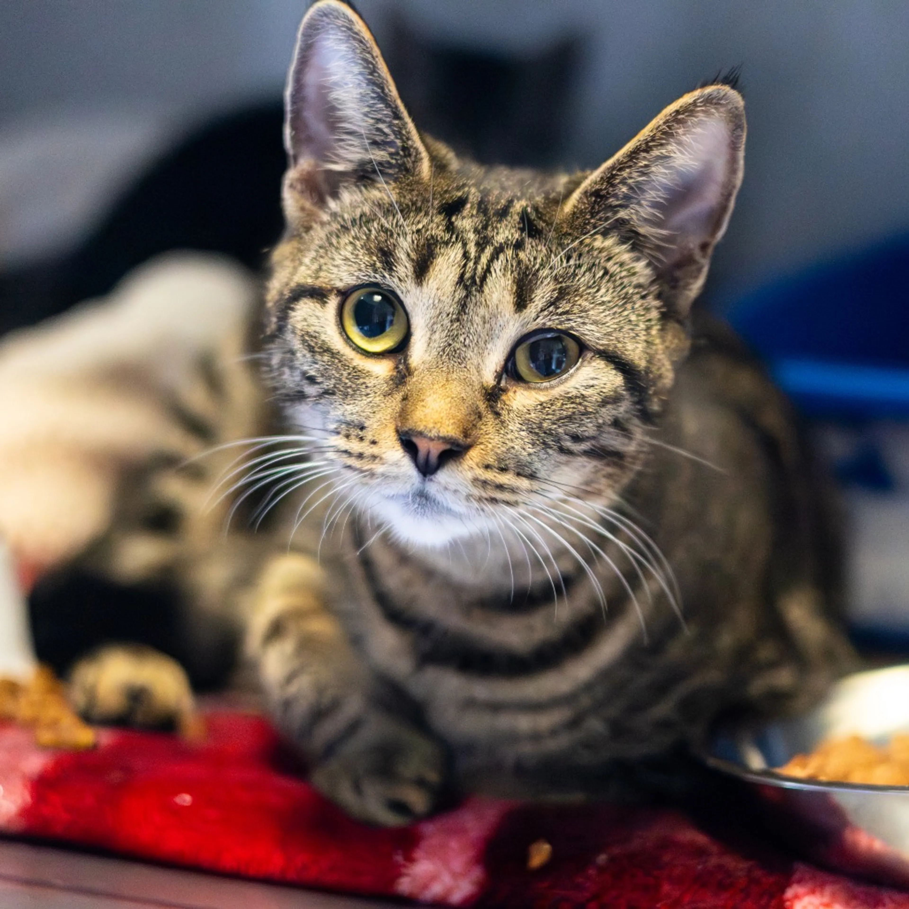 Found pet-1