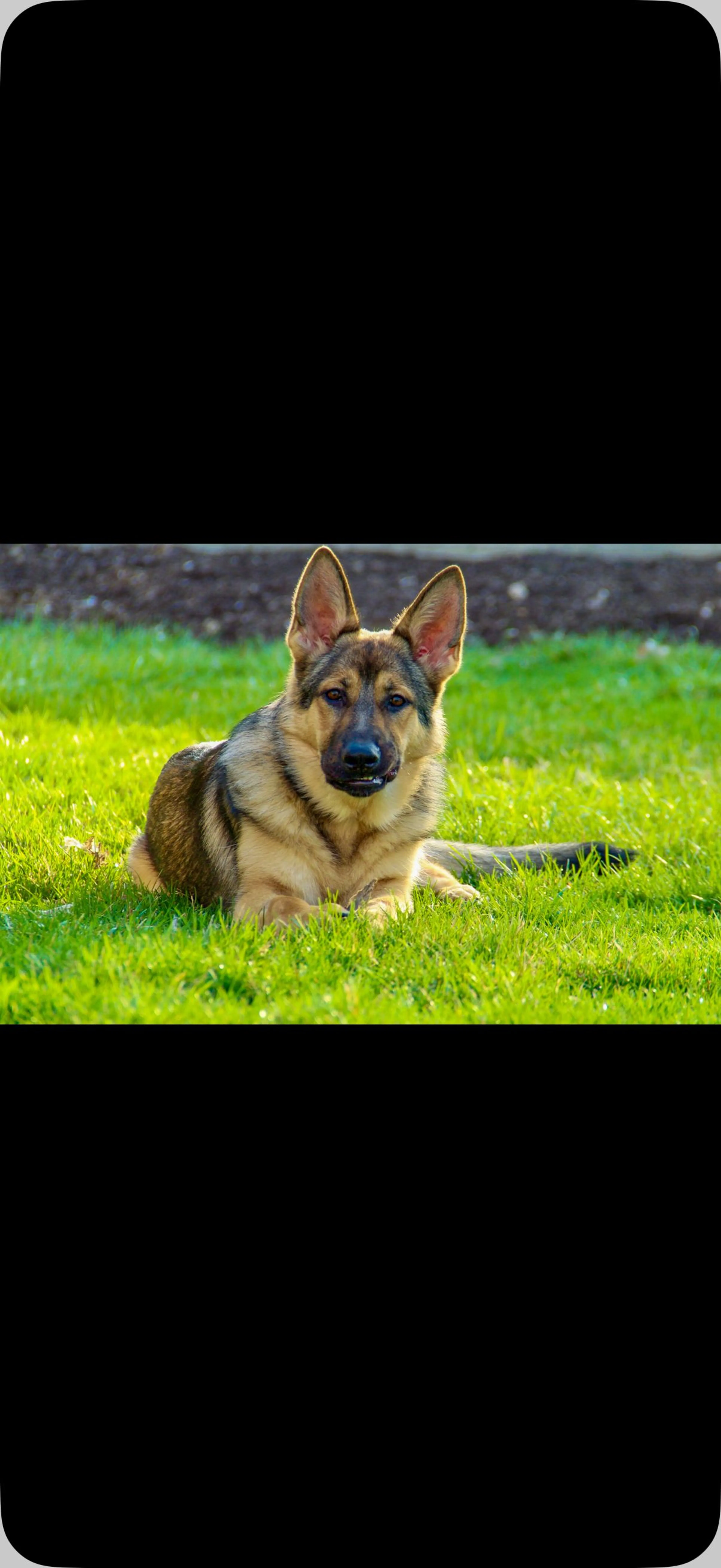 Lost pet-1