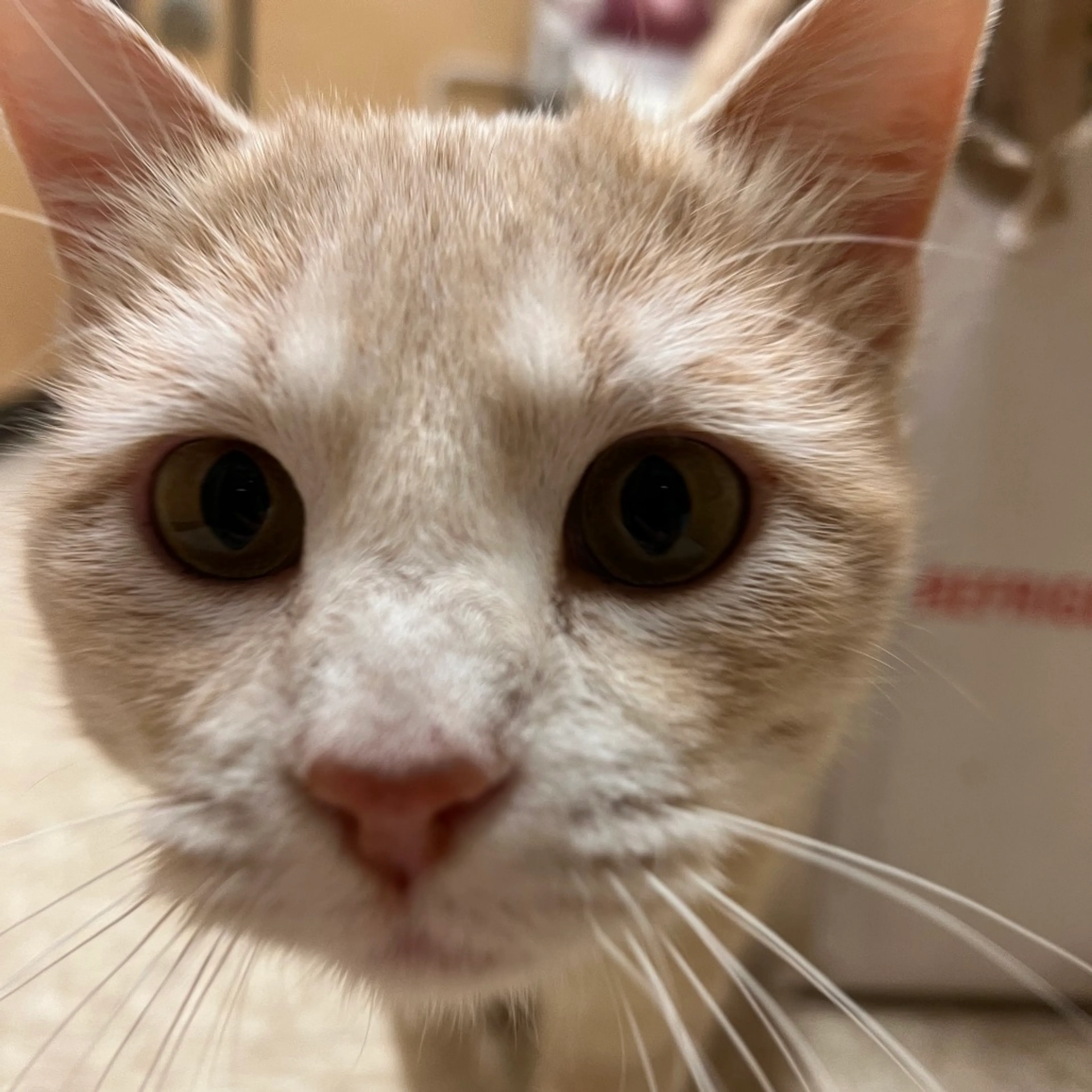 Found pet-3