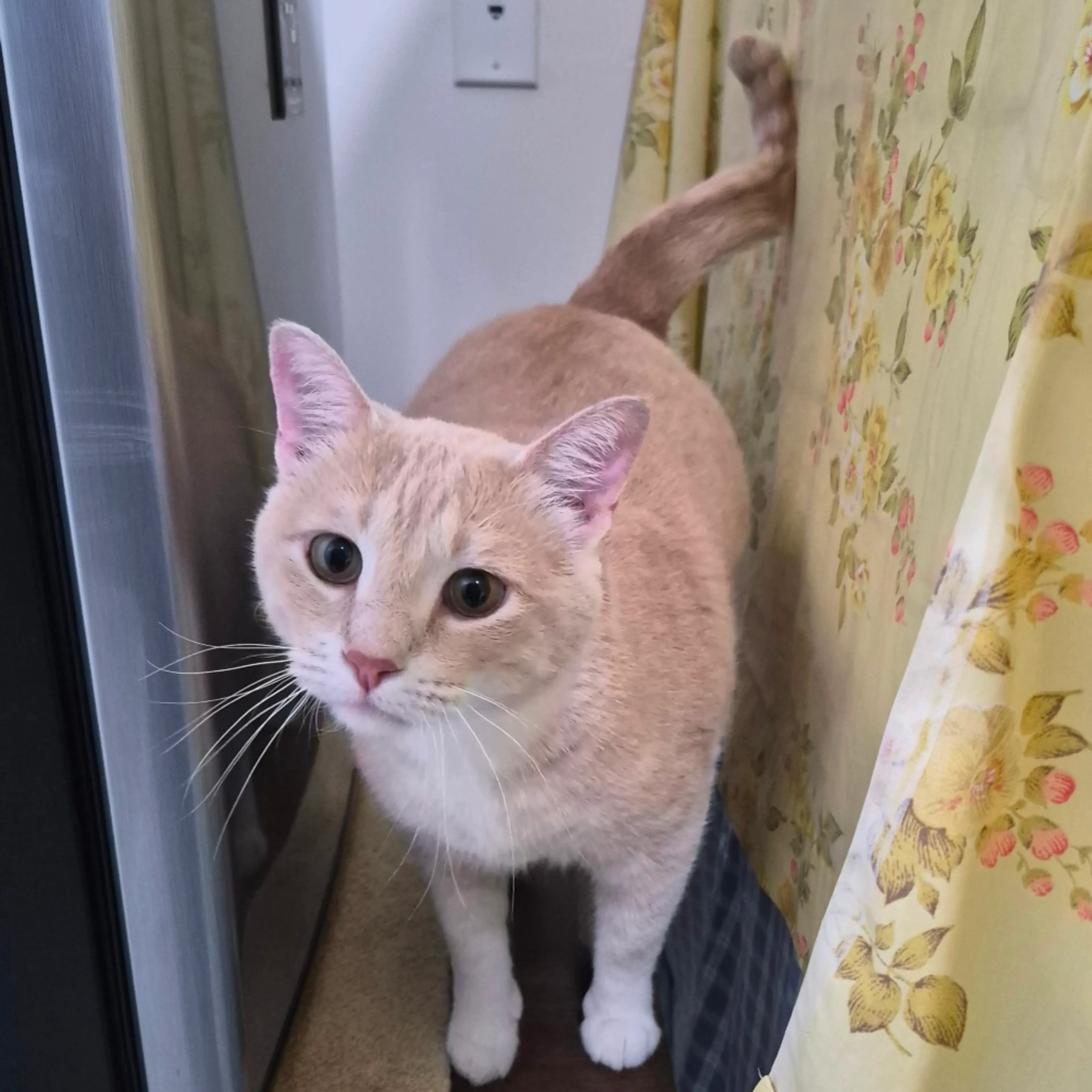 Found pet-7