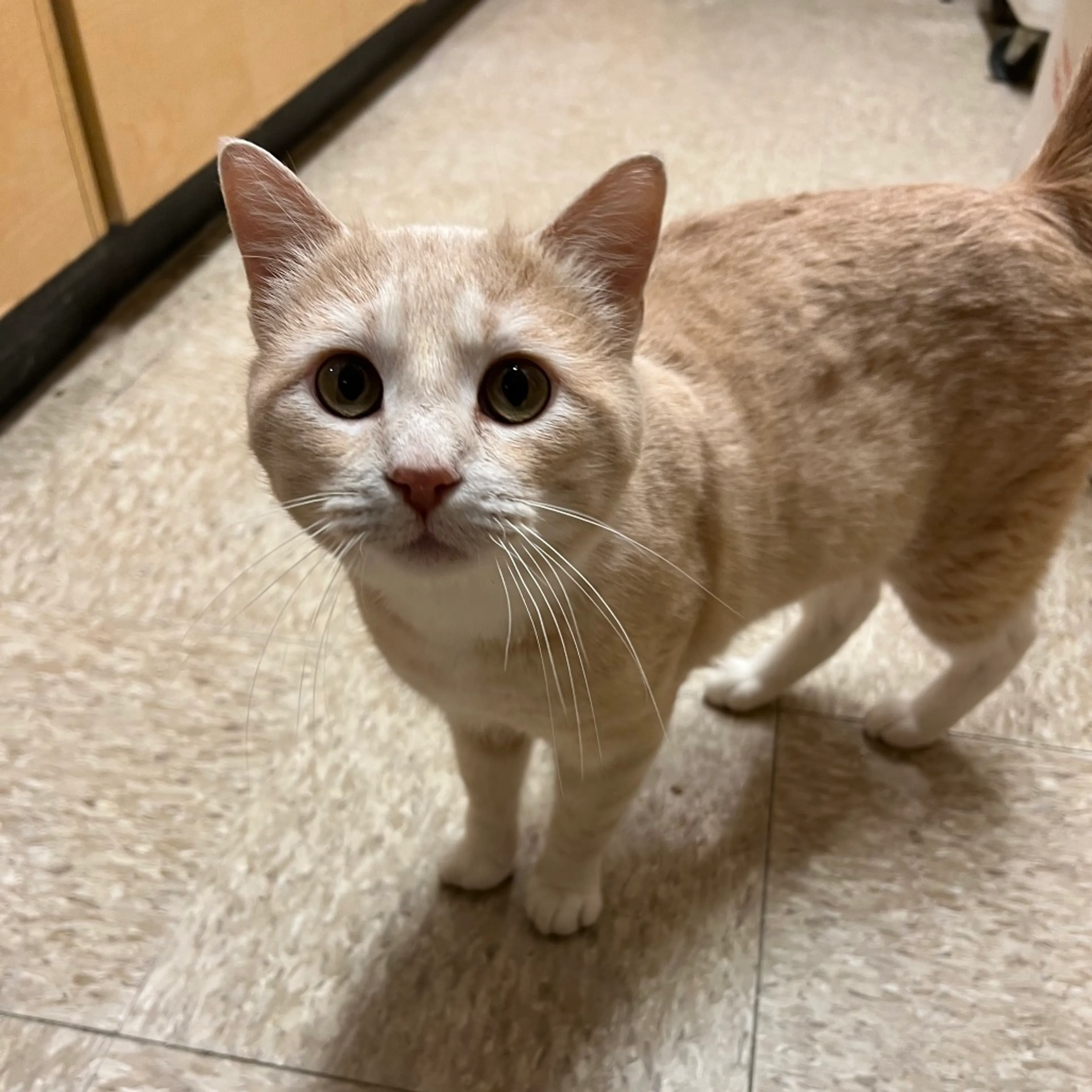 Found pet-4