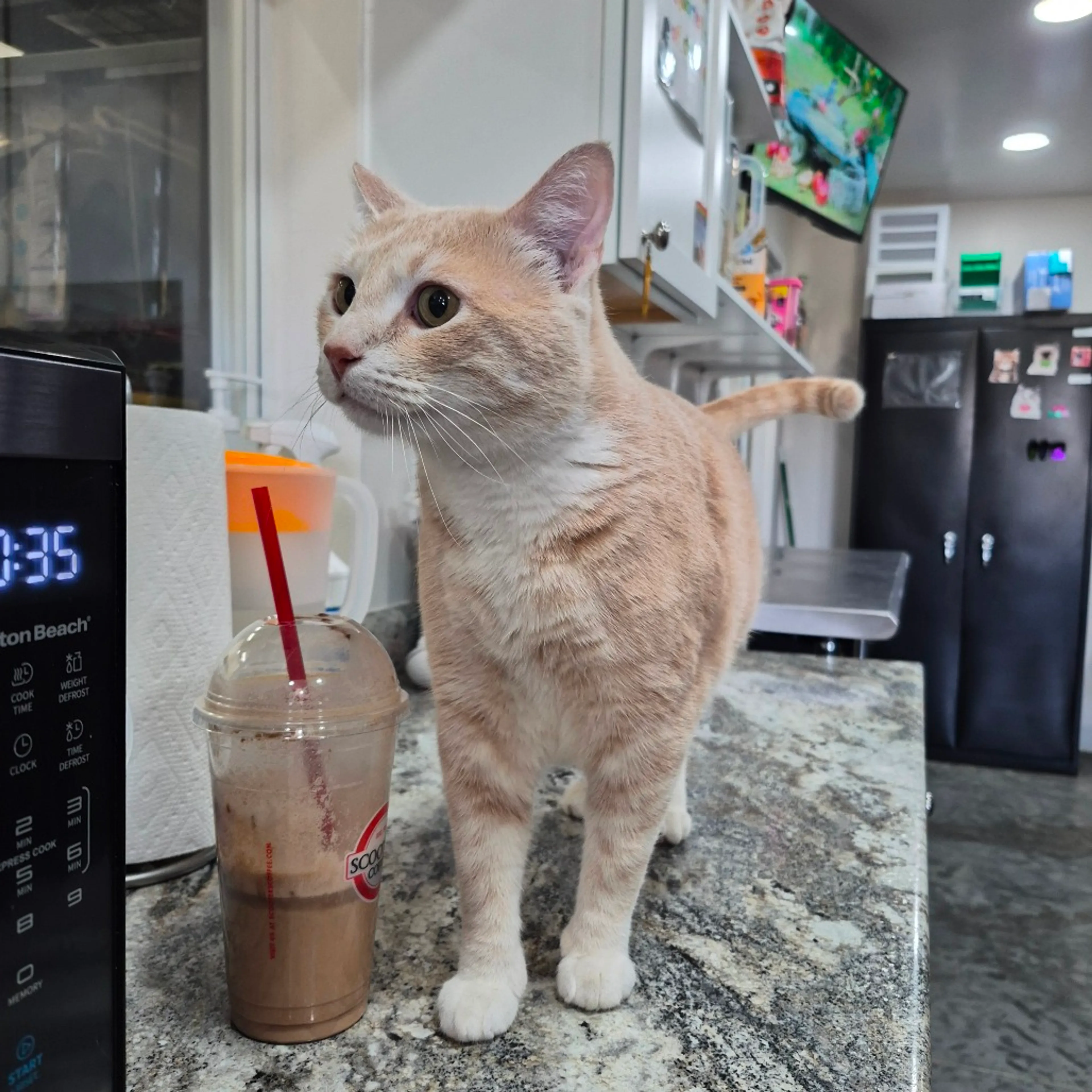 Found pet-11