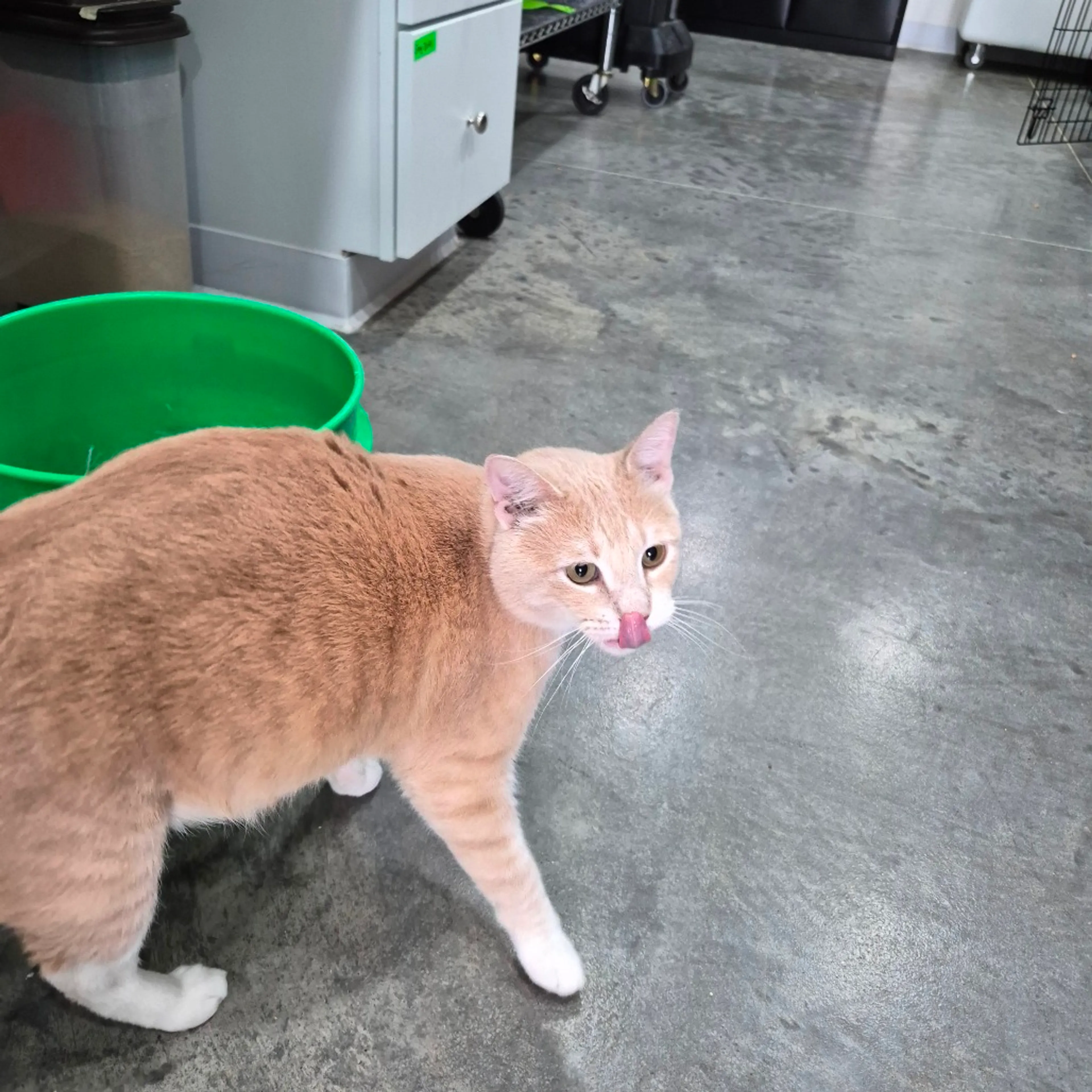 Found pet-6
