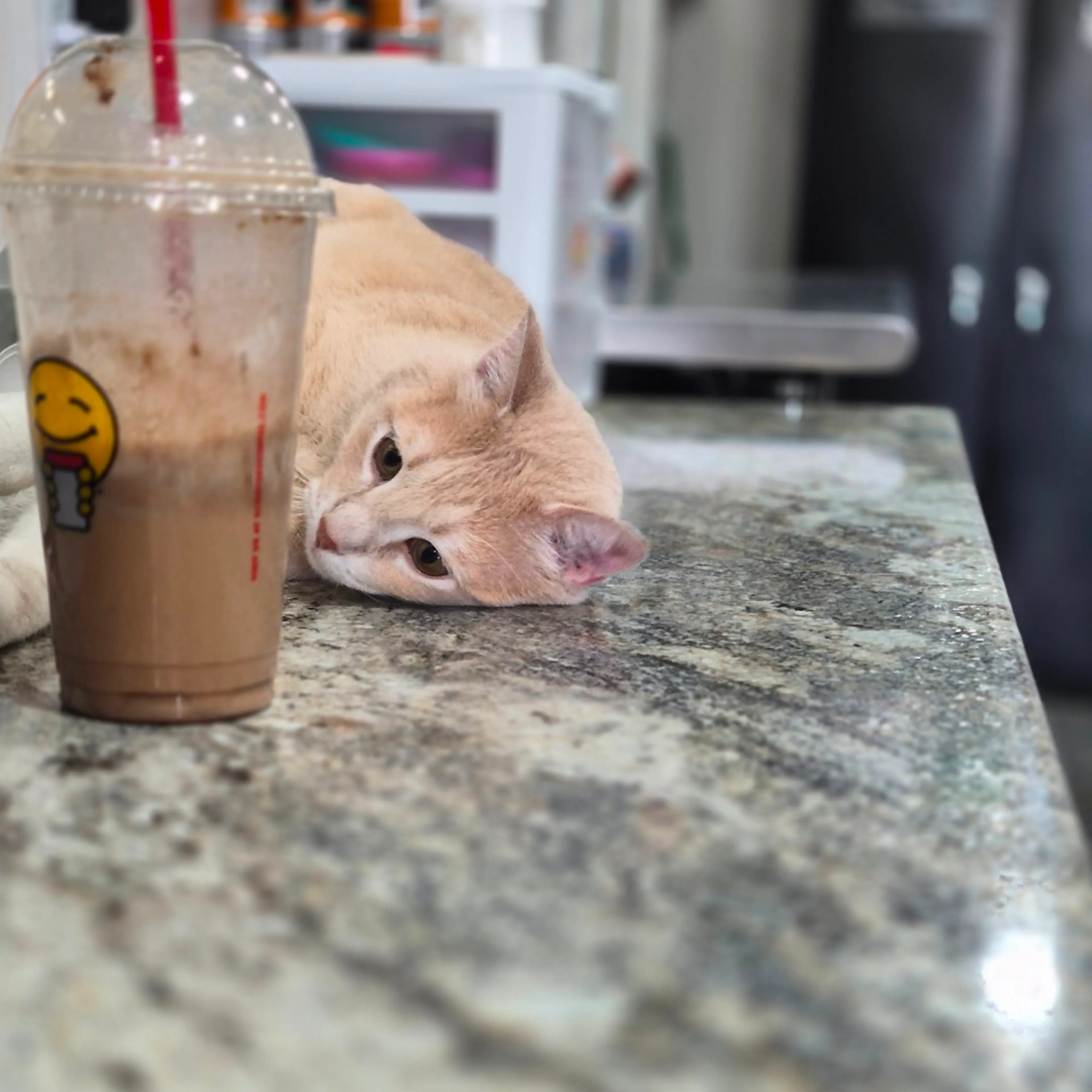 Found pet-8