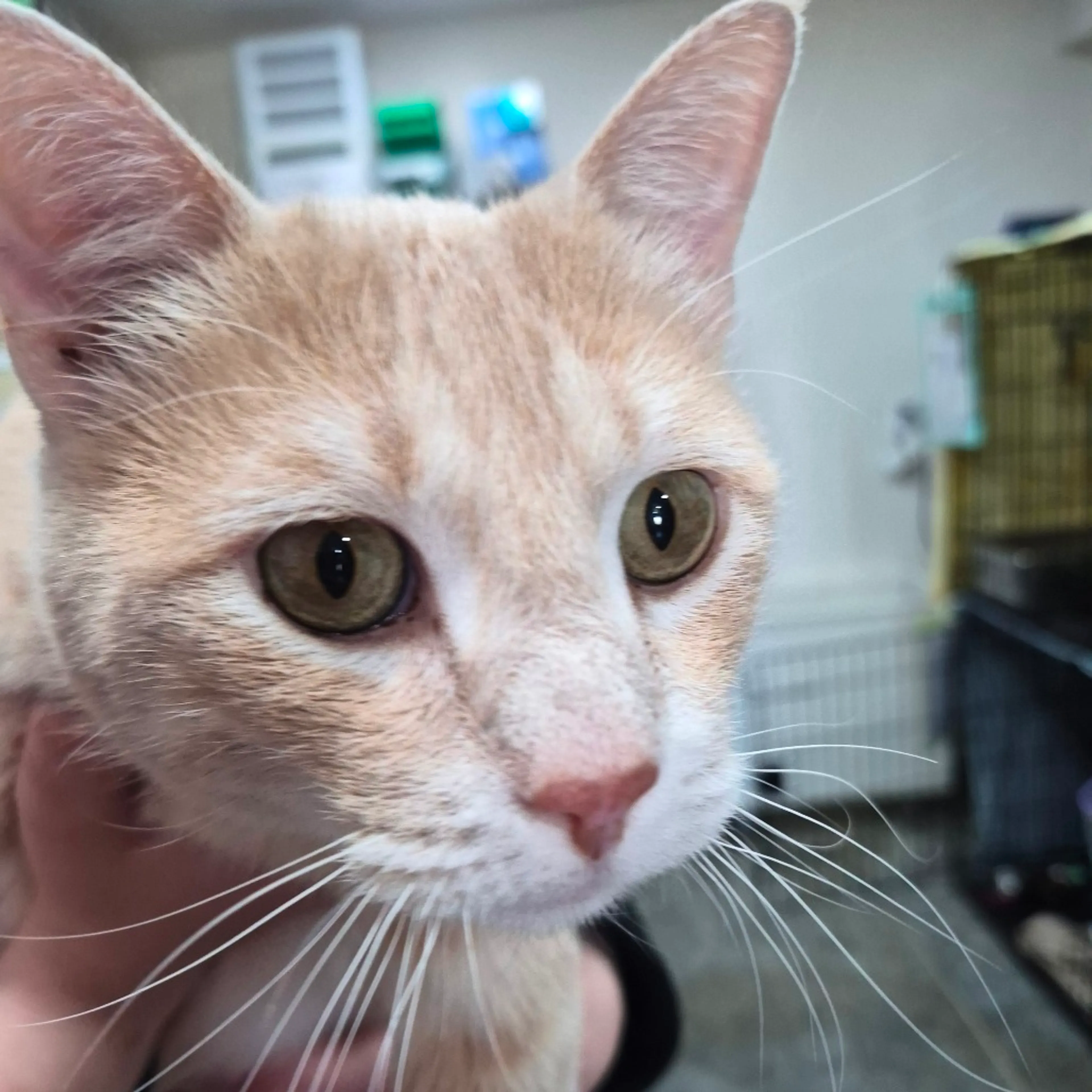 Found pet-9