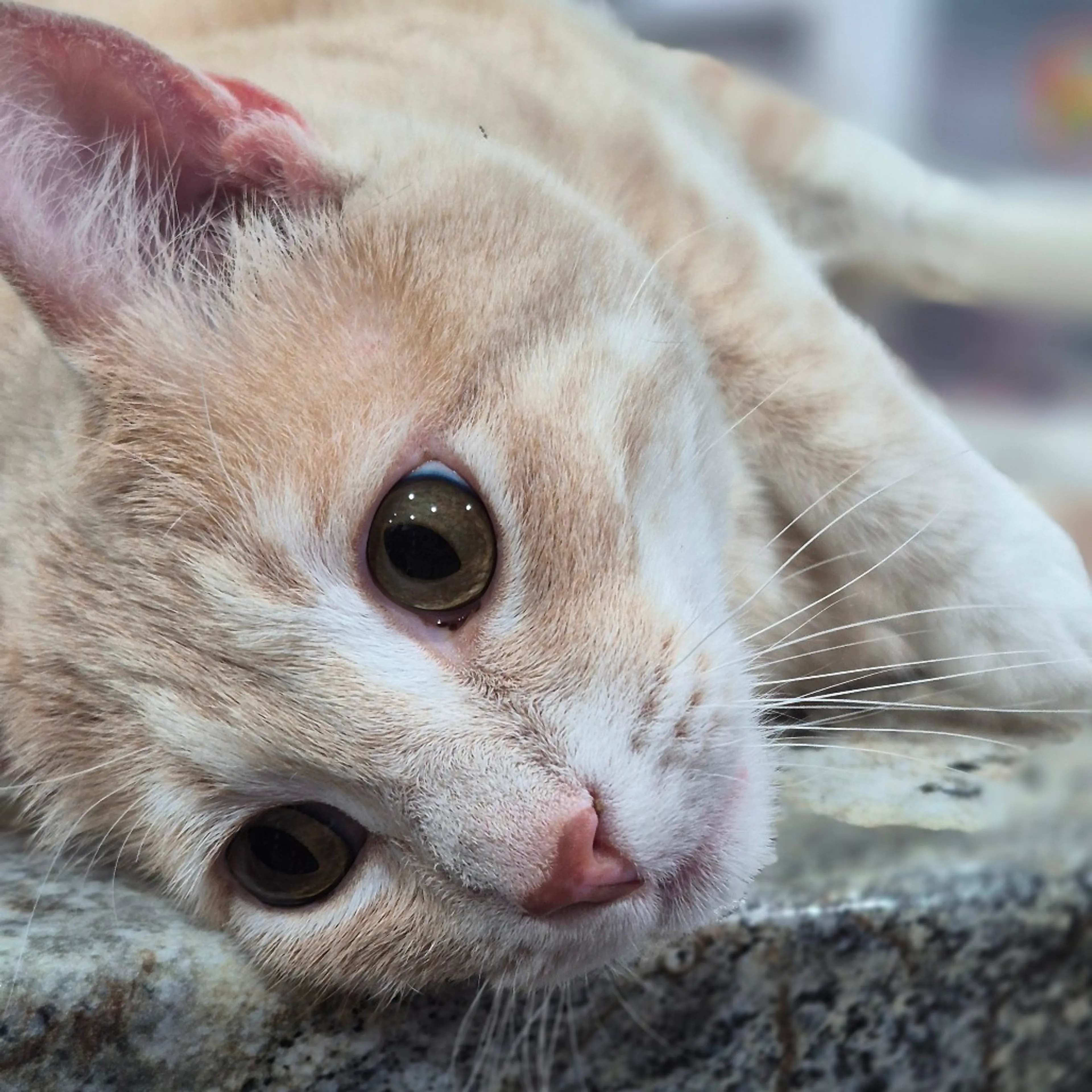 Found pet-12