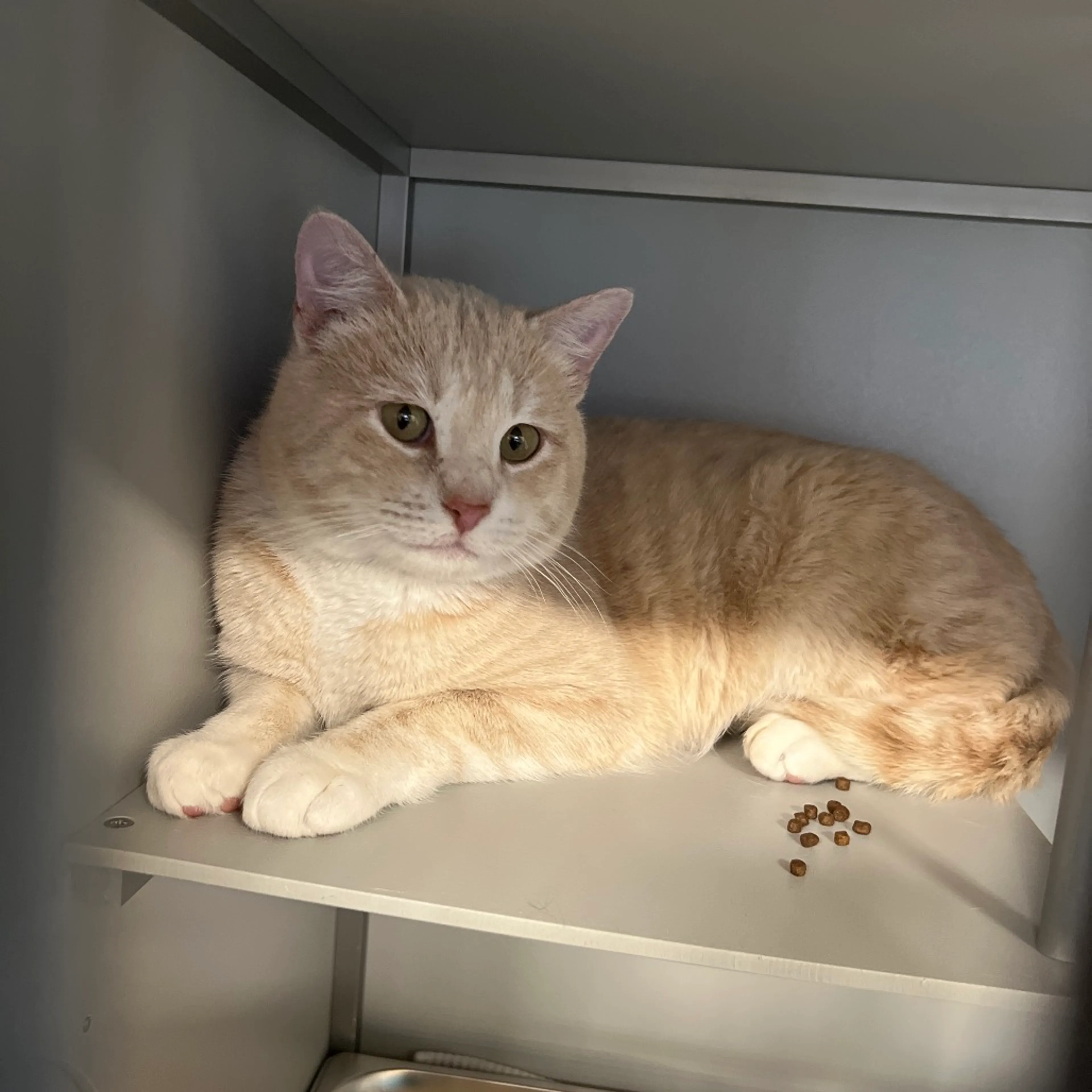 Found pet-1