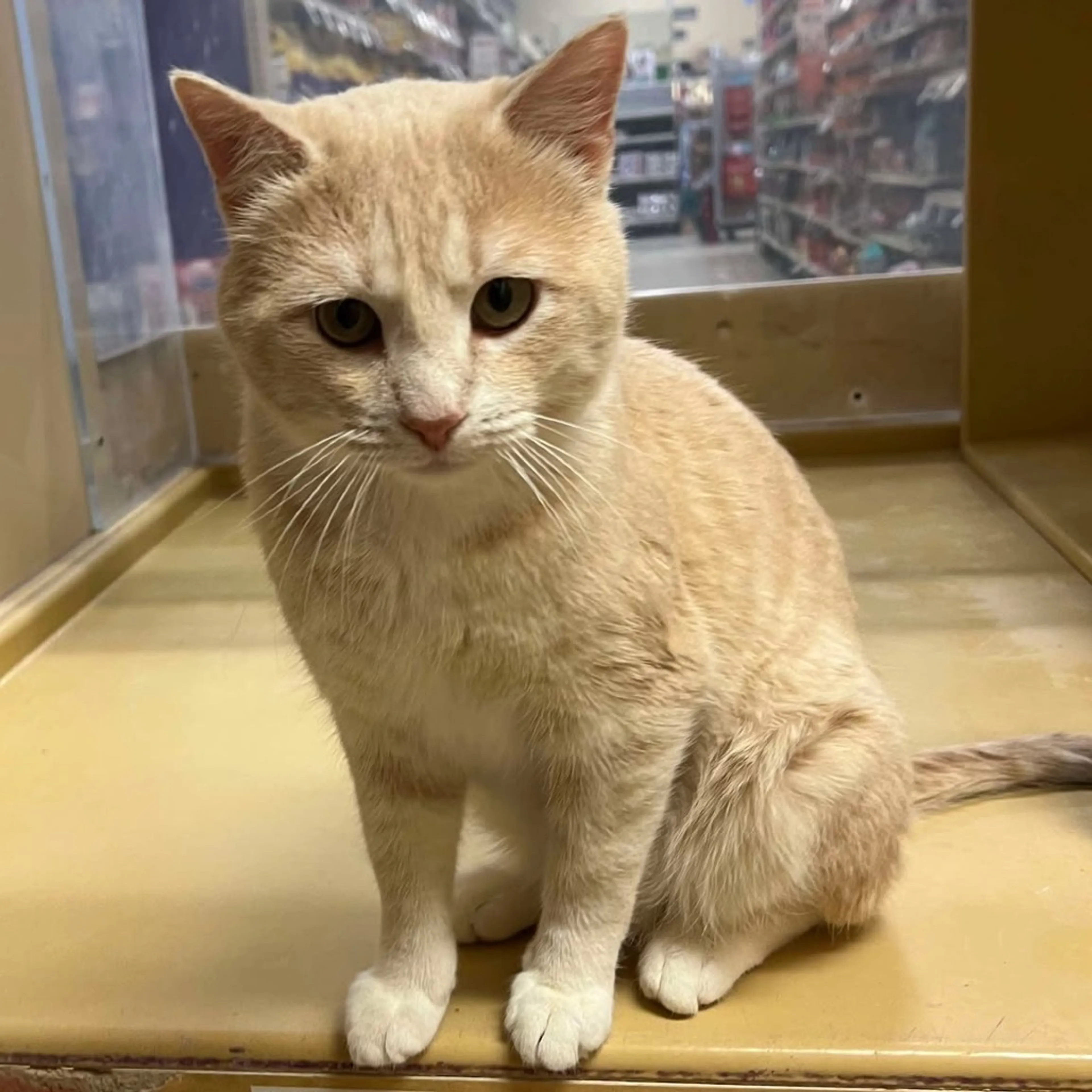 Found pet-5