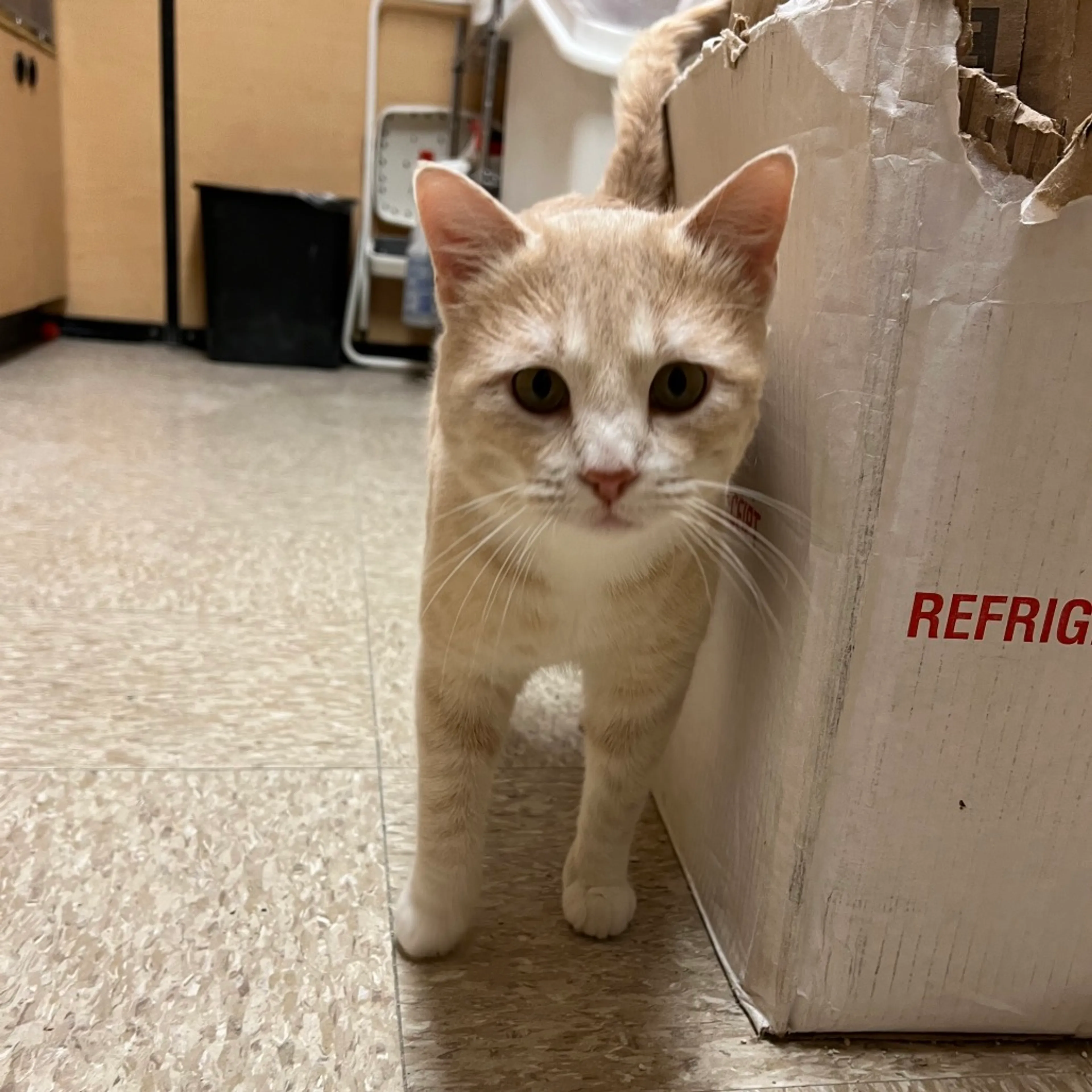 Found pet-2