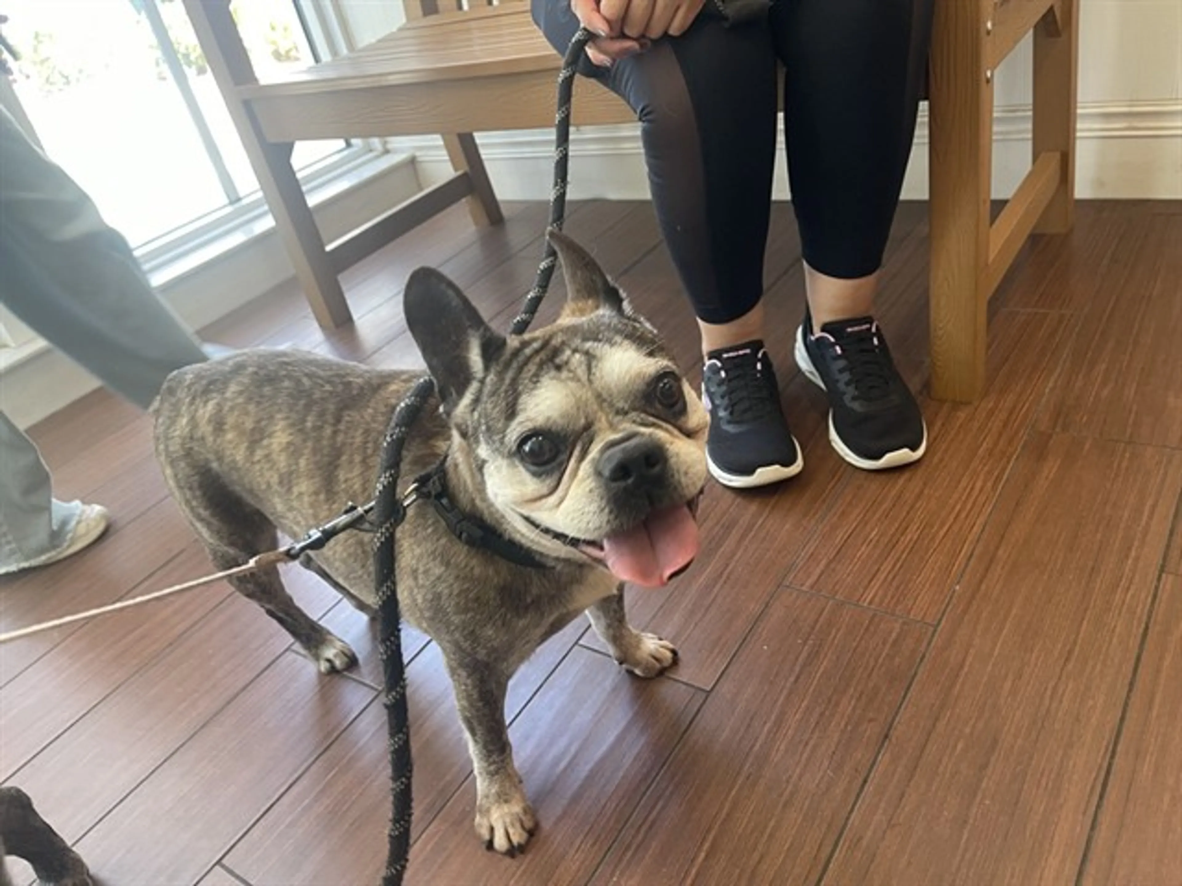 Found pet