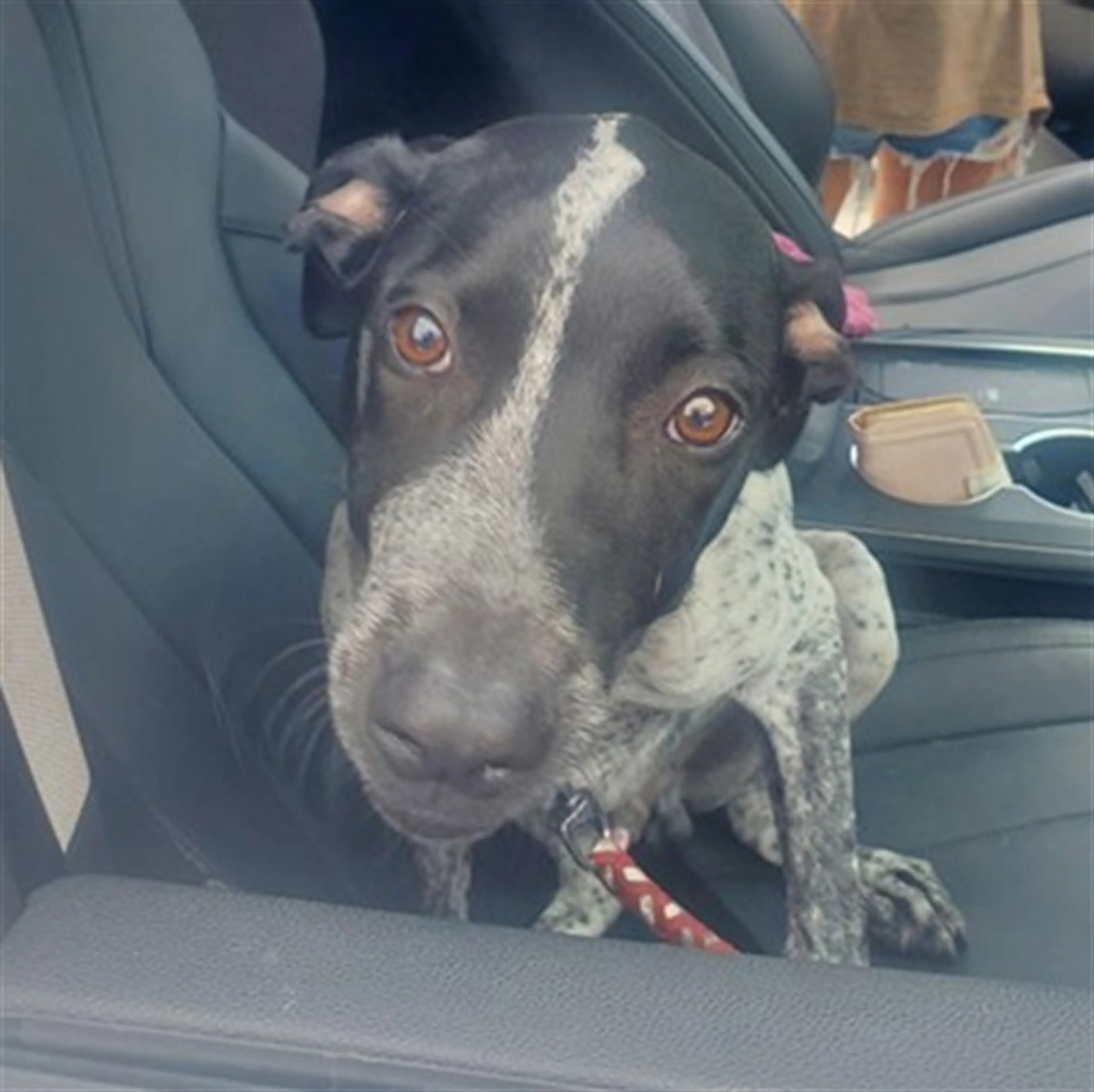 Found pet