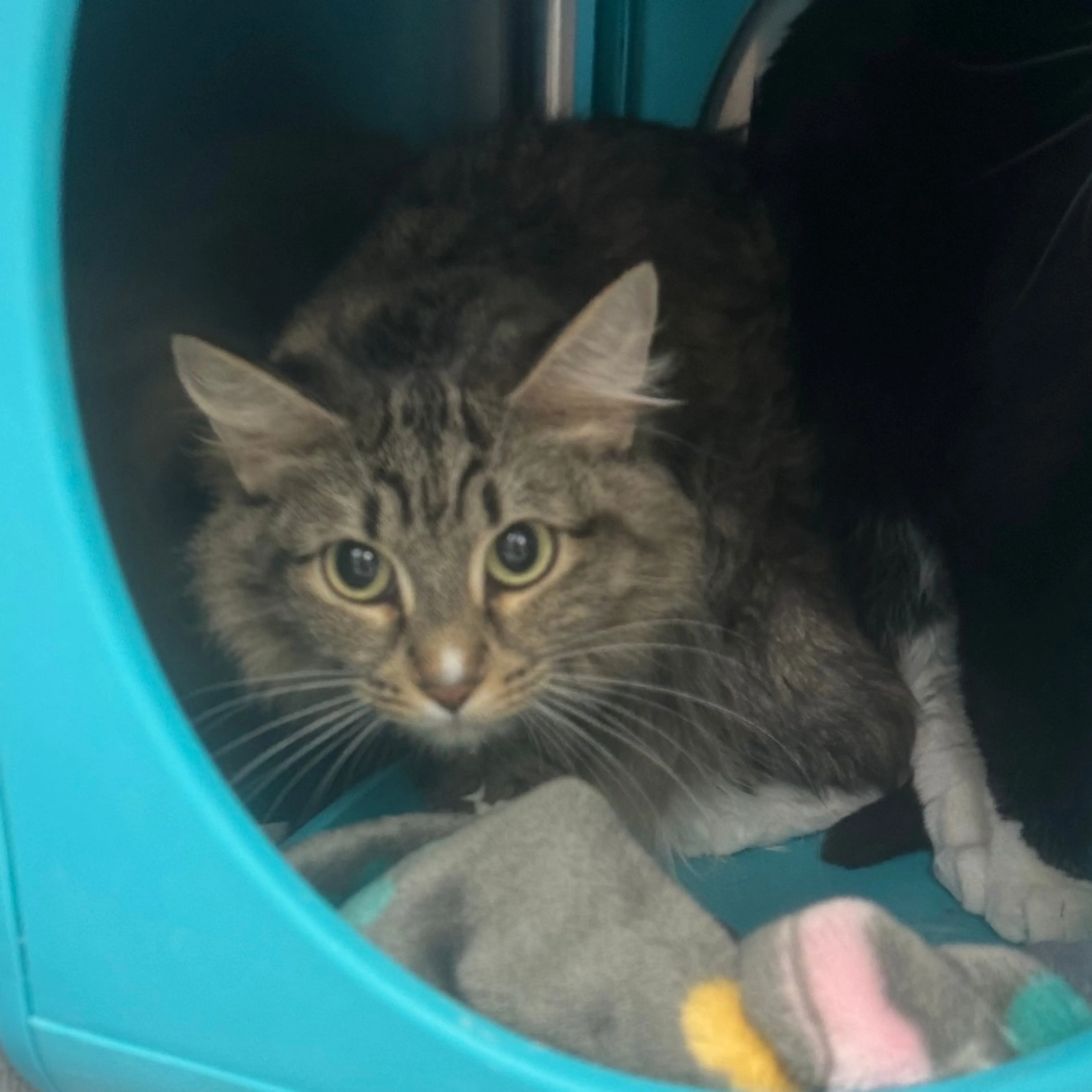 Found pet