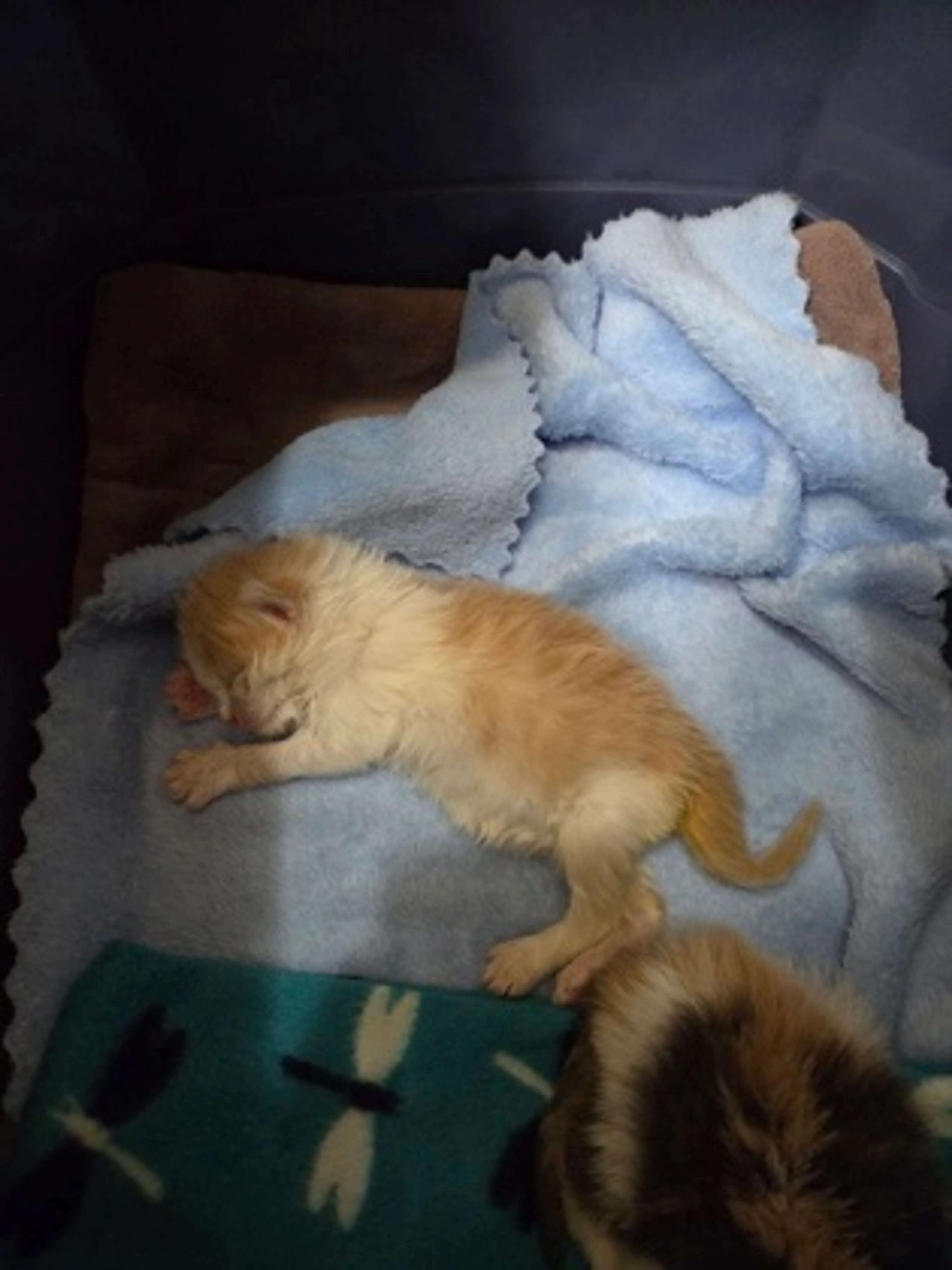 Found pet-2