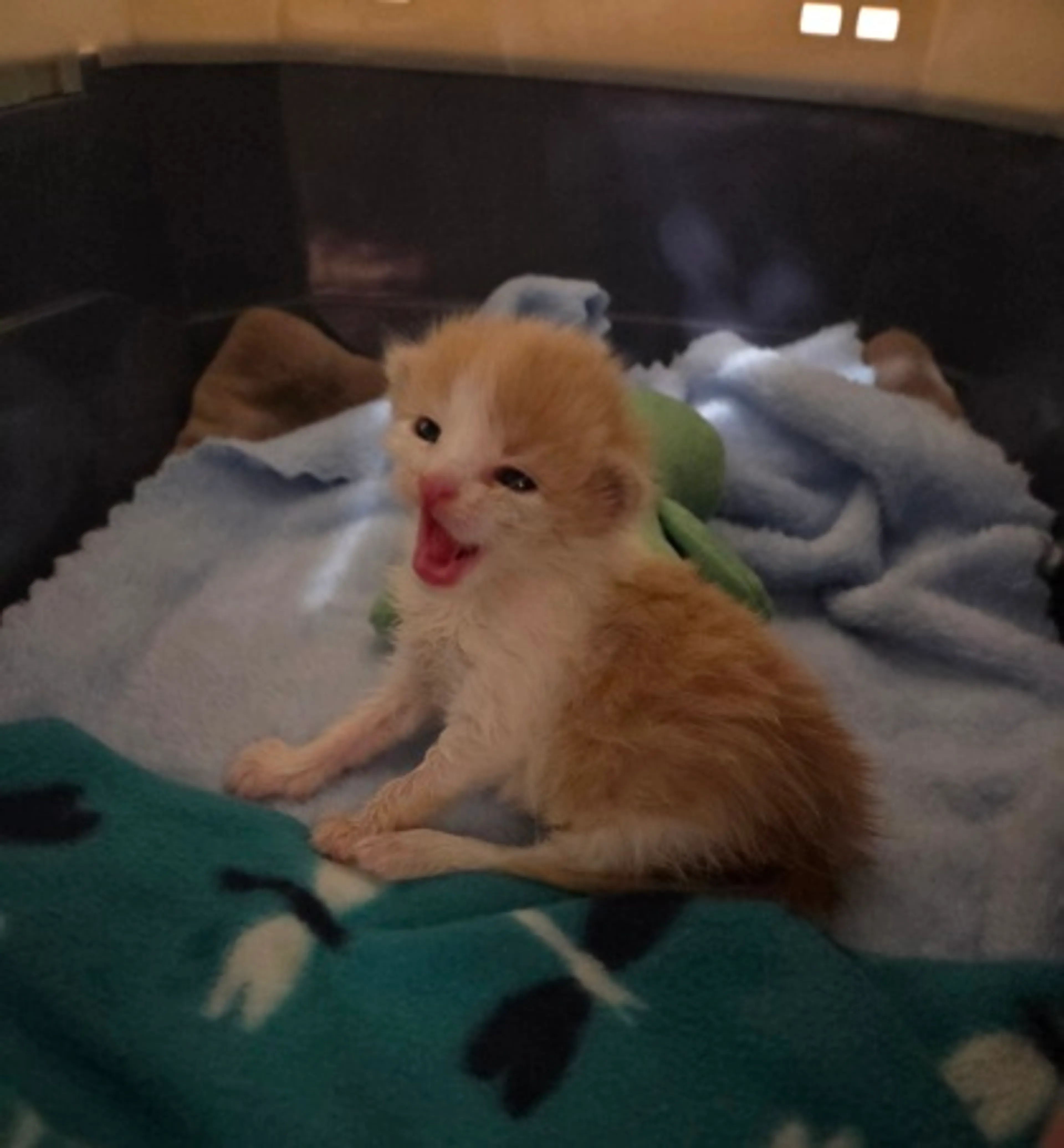 Found pet-1