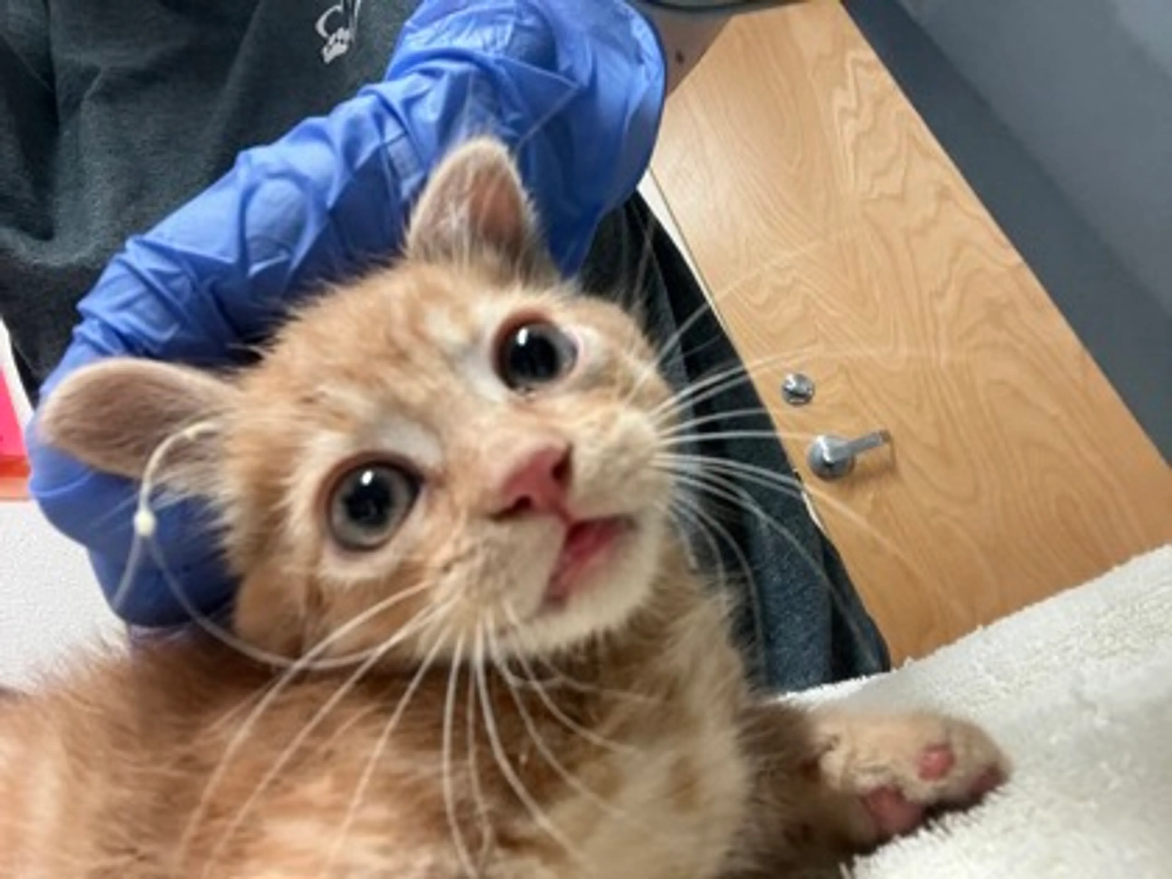 Found pet
