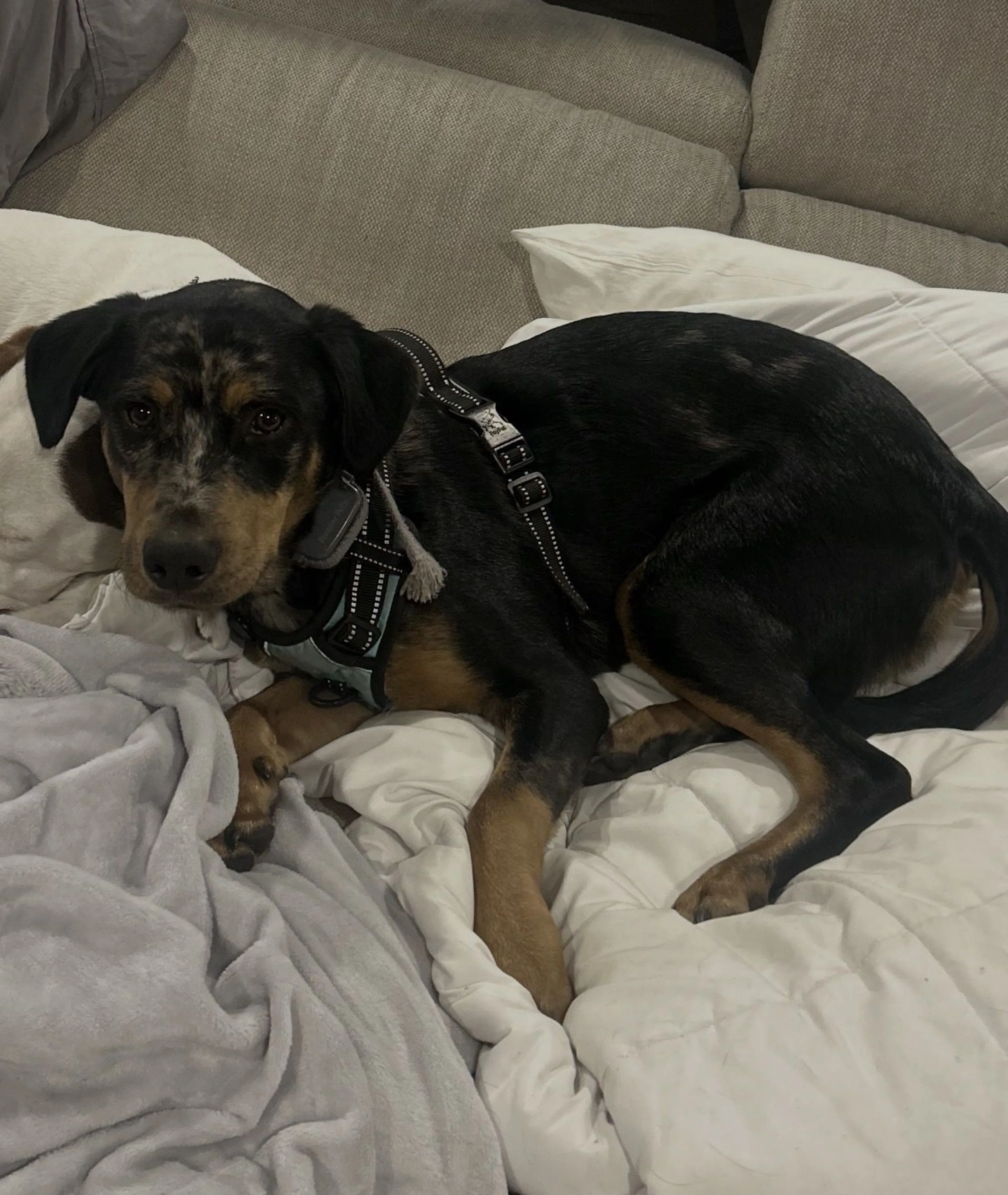 Lost pet