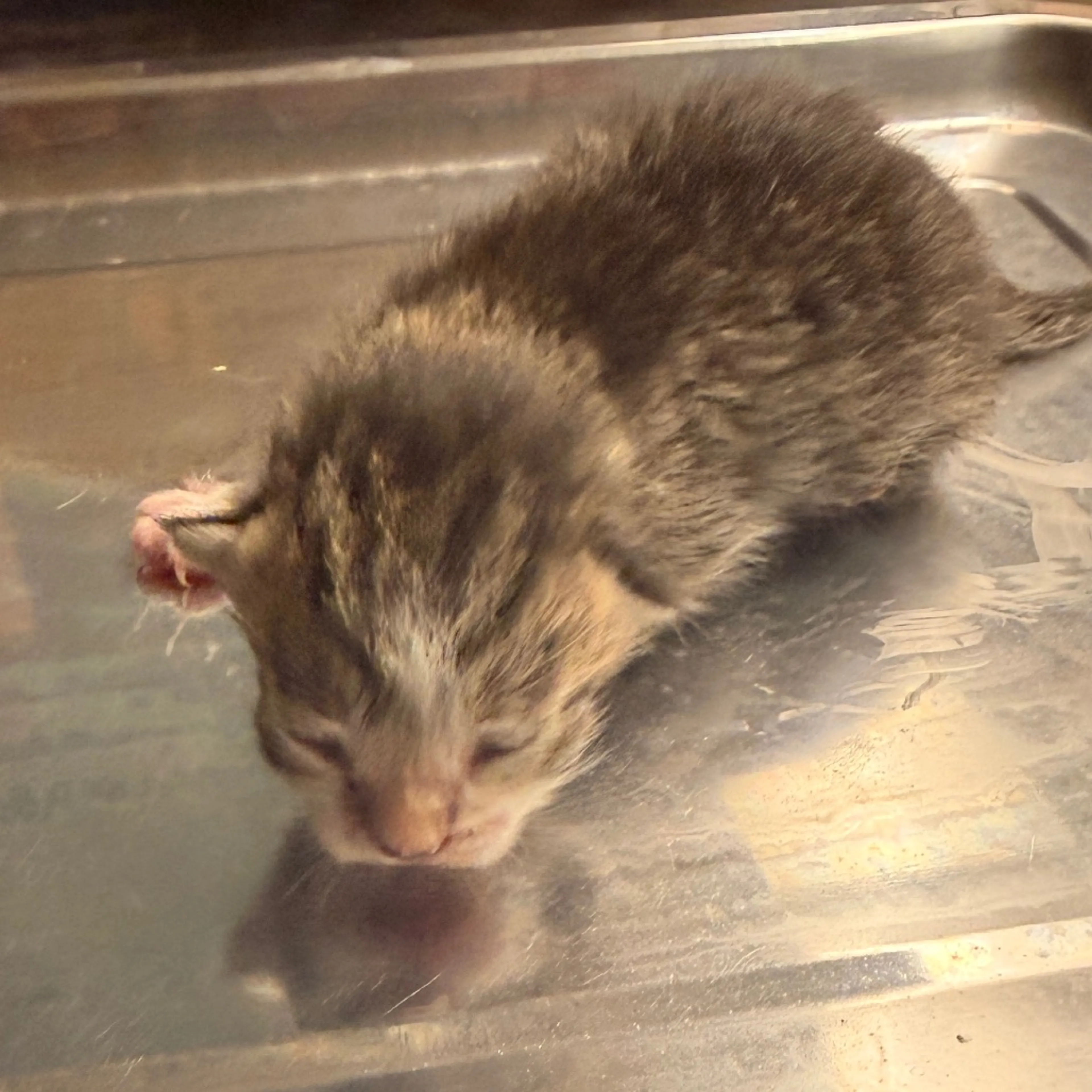 Found pet-1