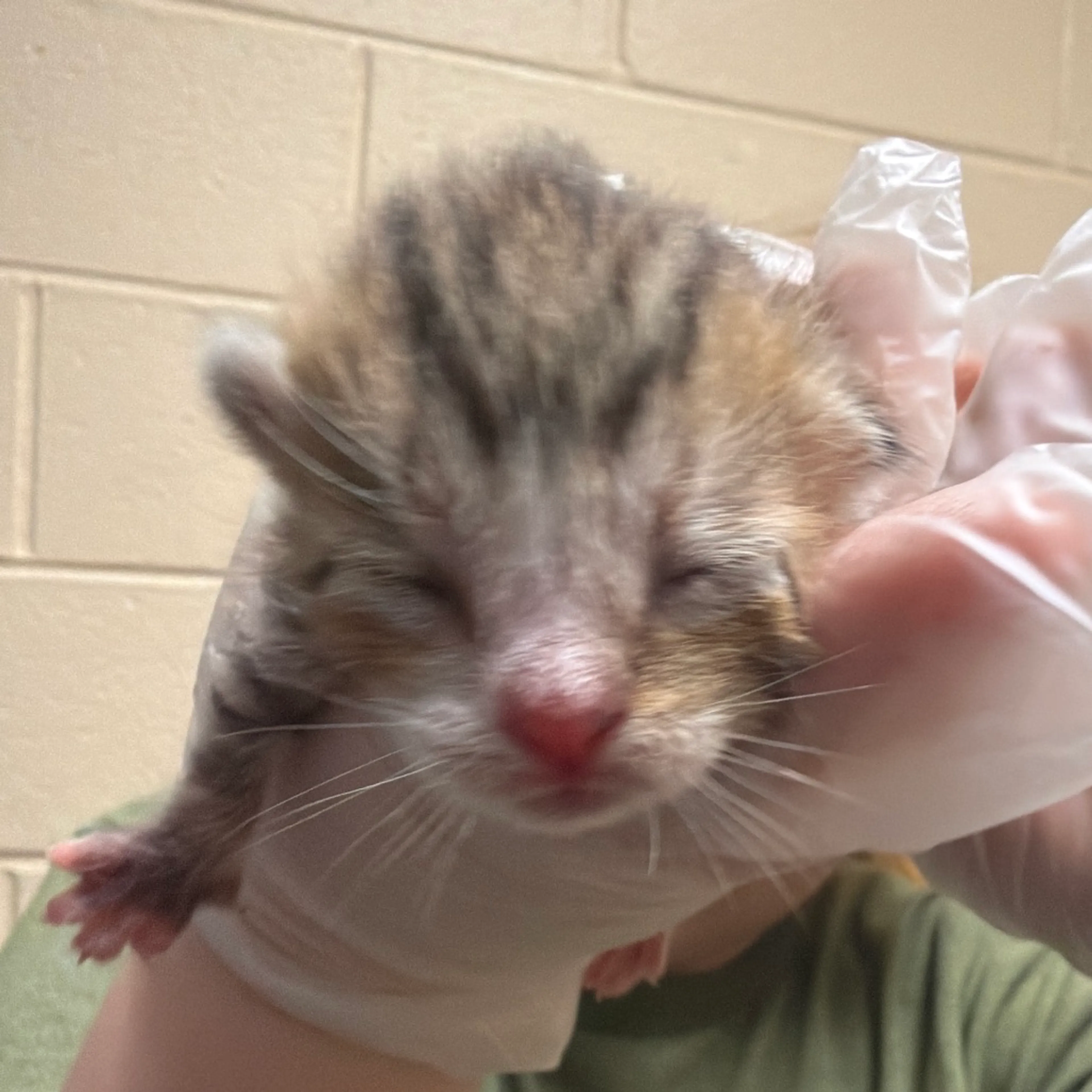 Found pet-0