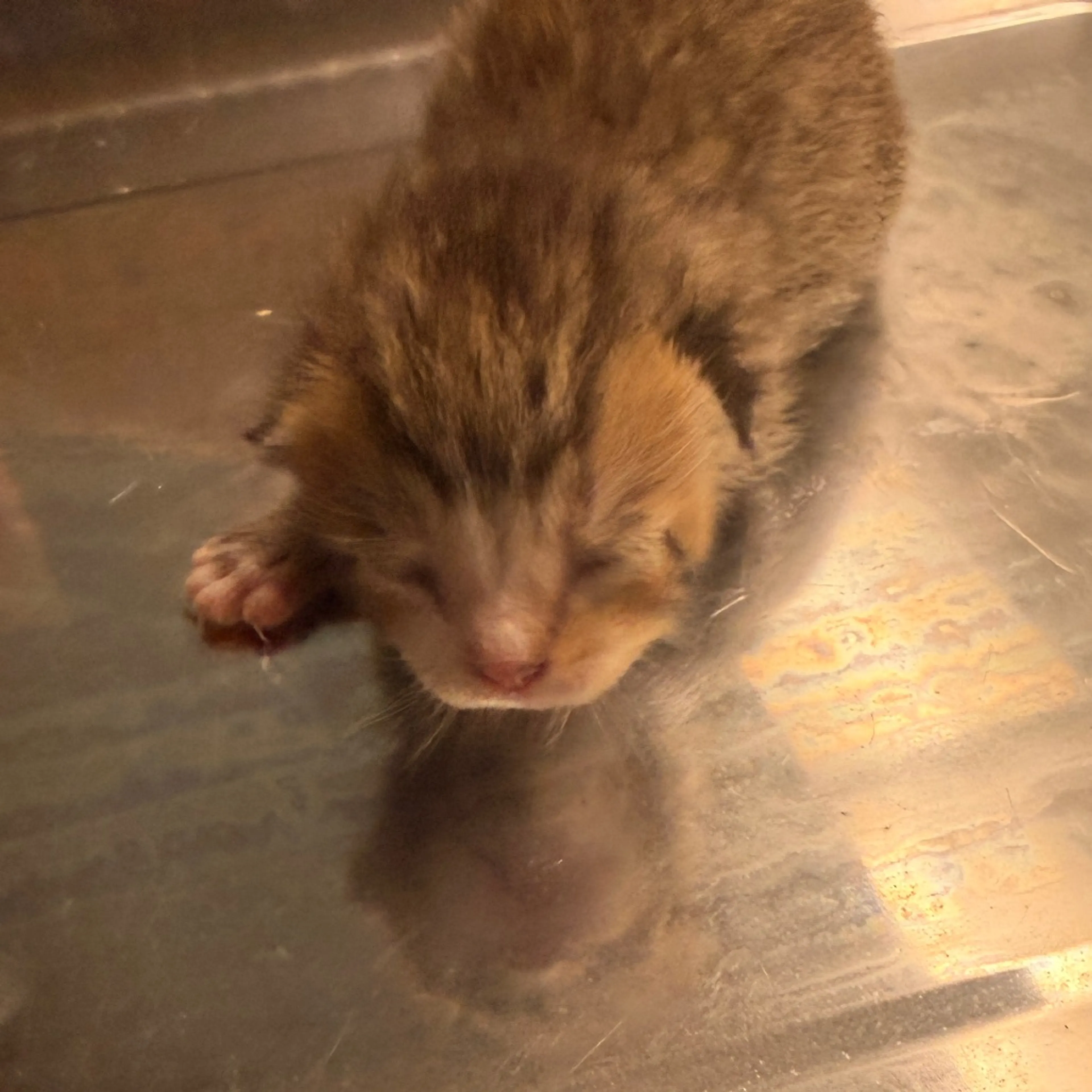 Found pet-1
