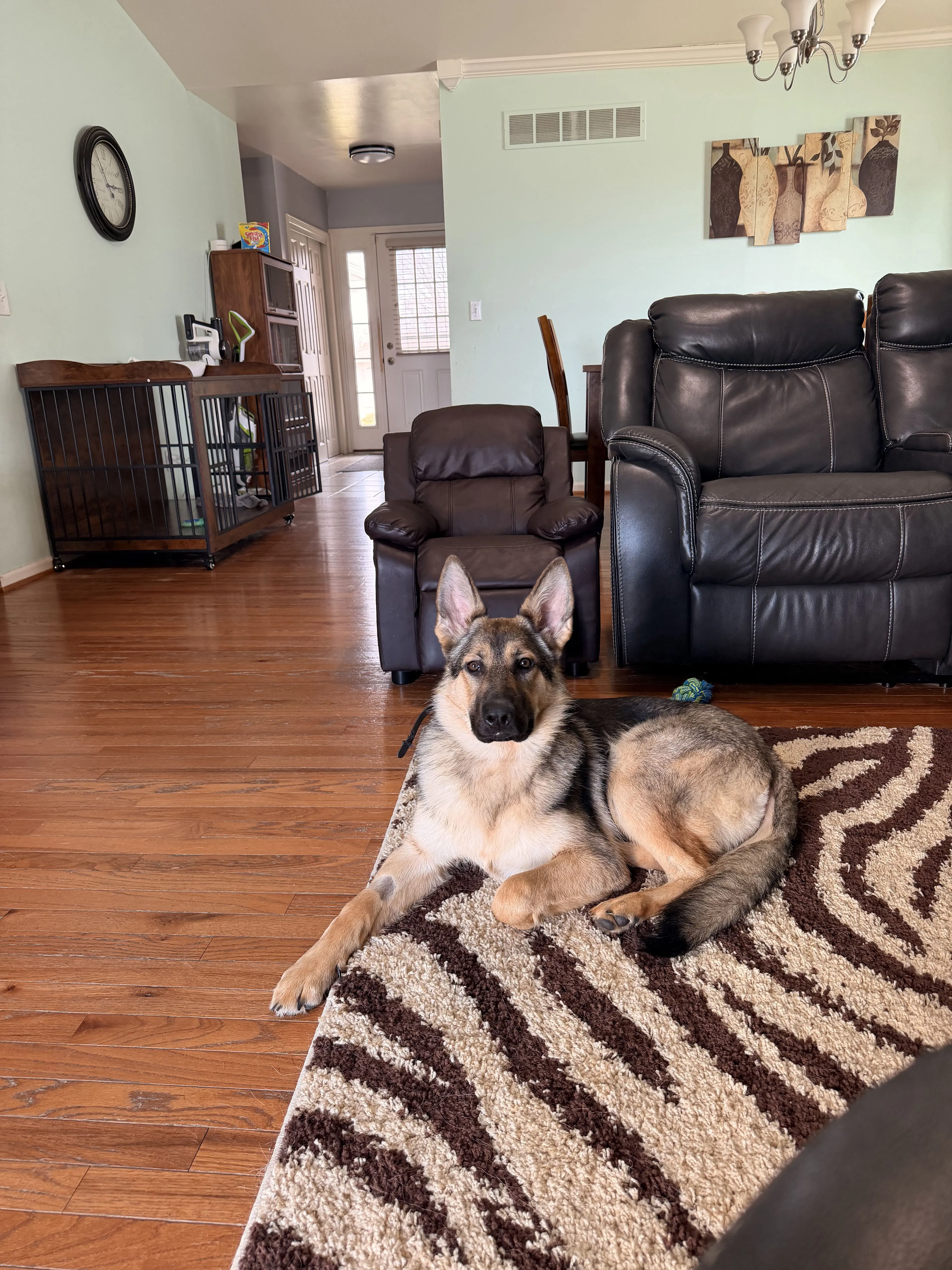 Lost pet