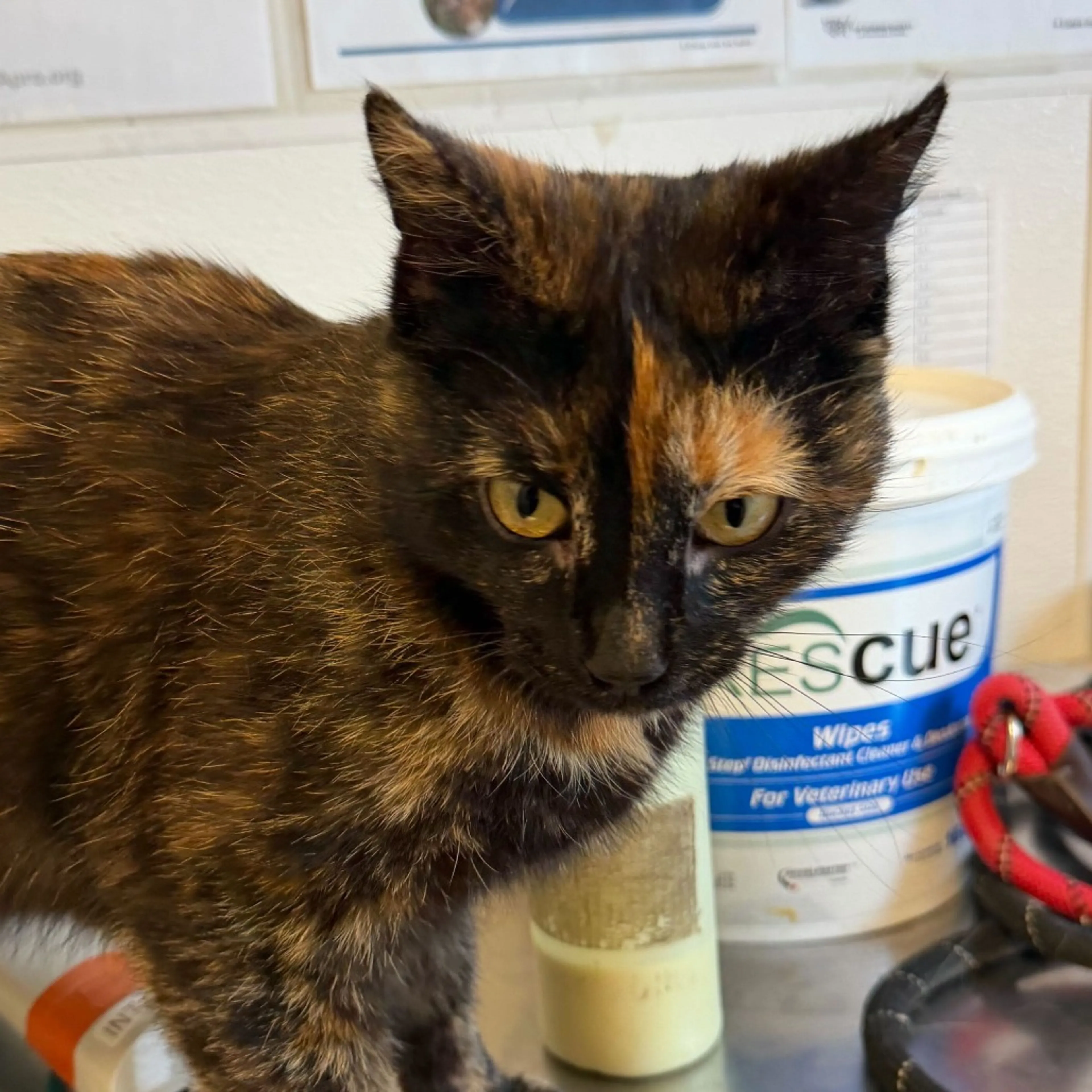 Found pet