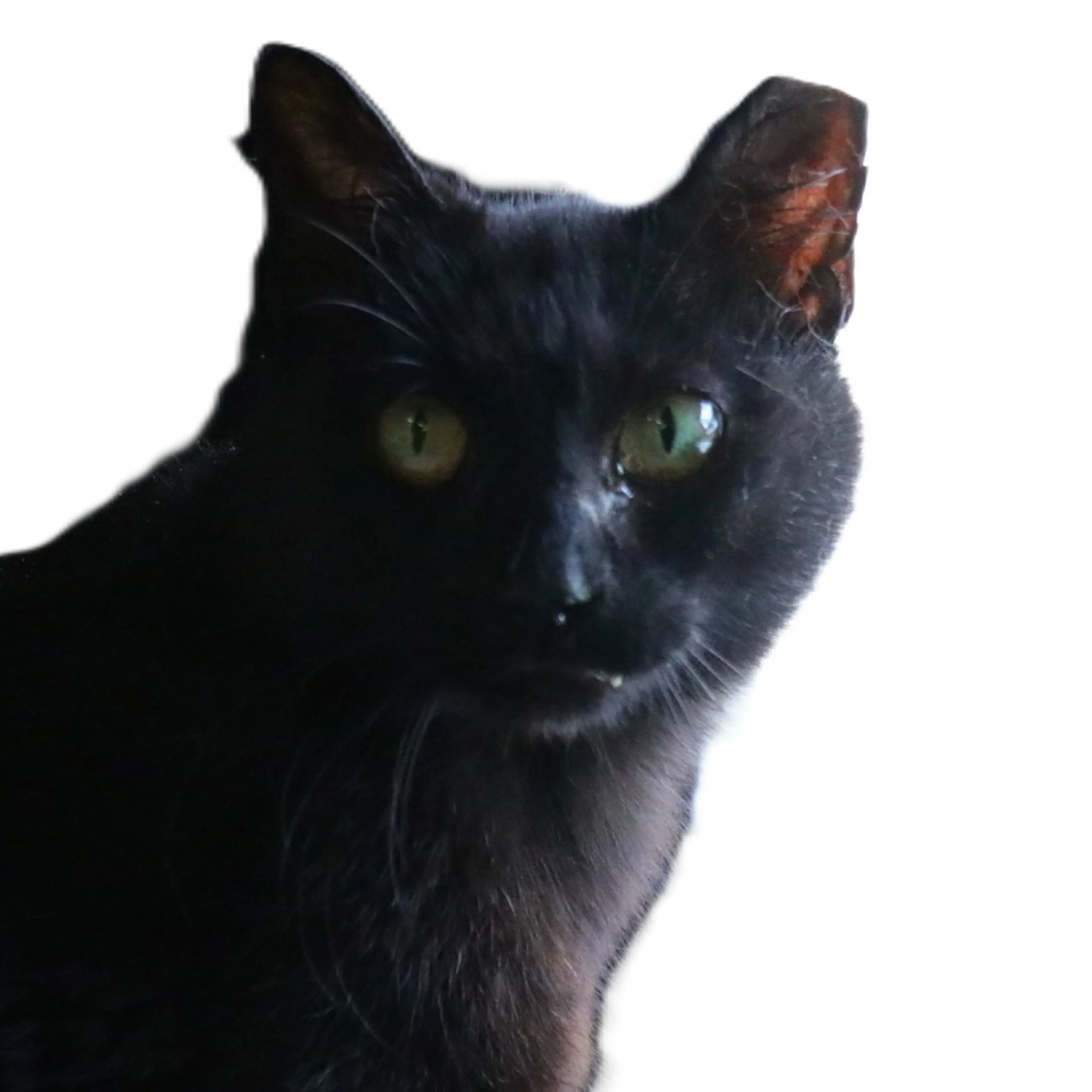 Found pet-1