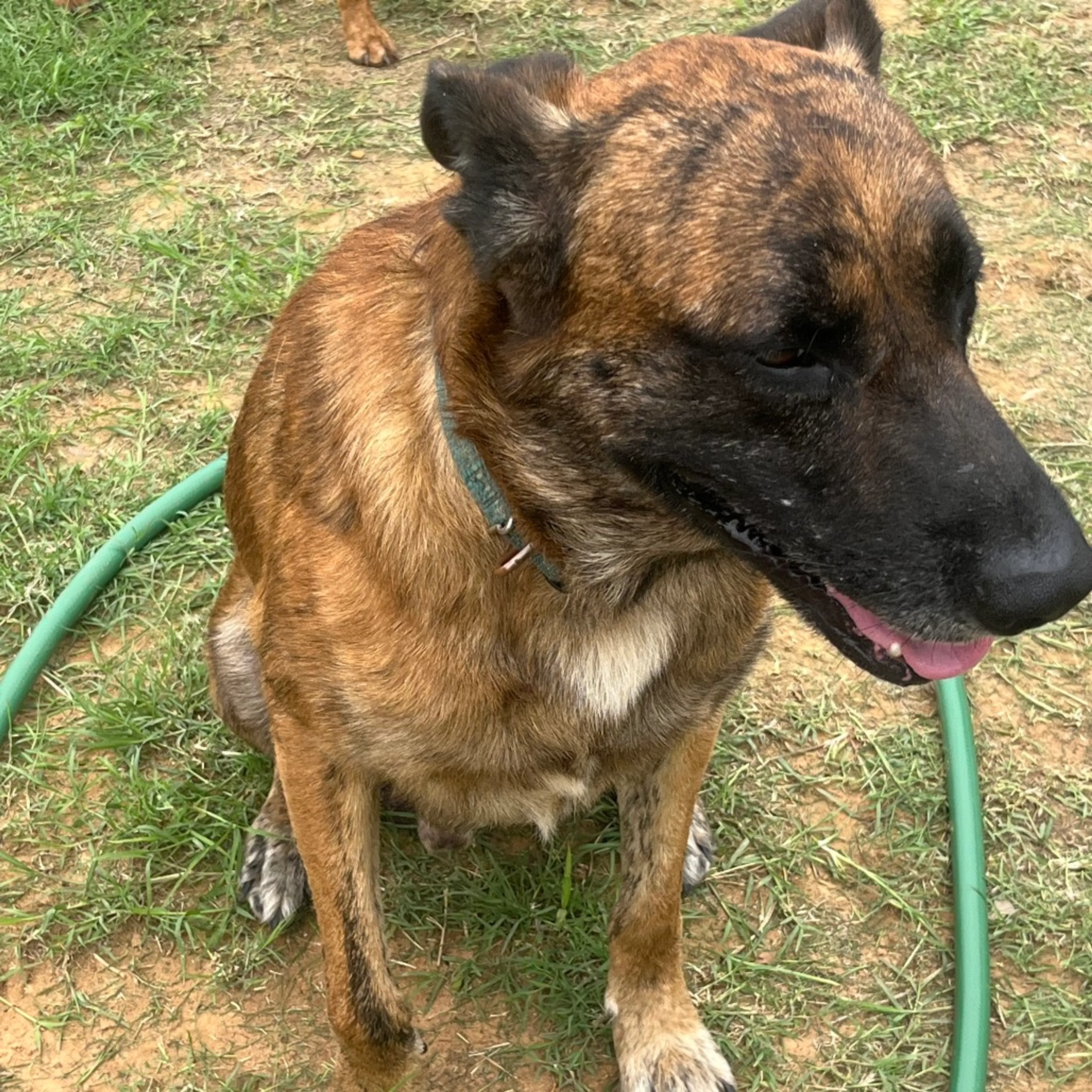Found pet-5