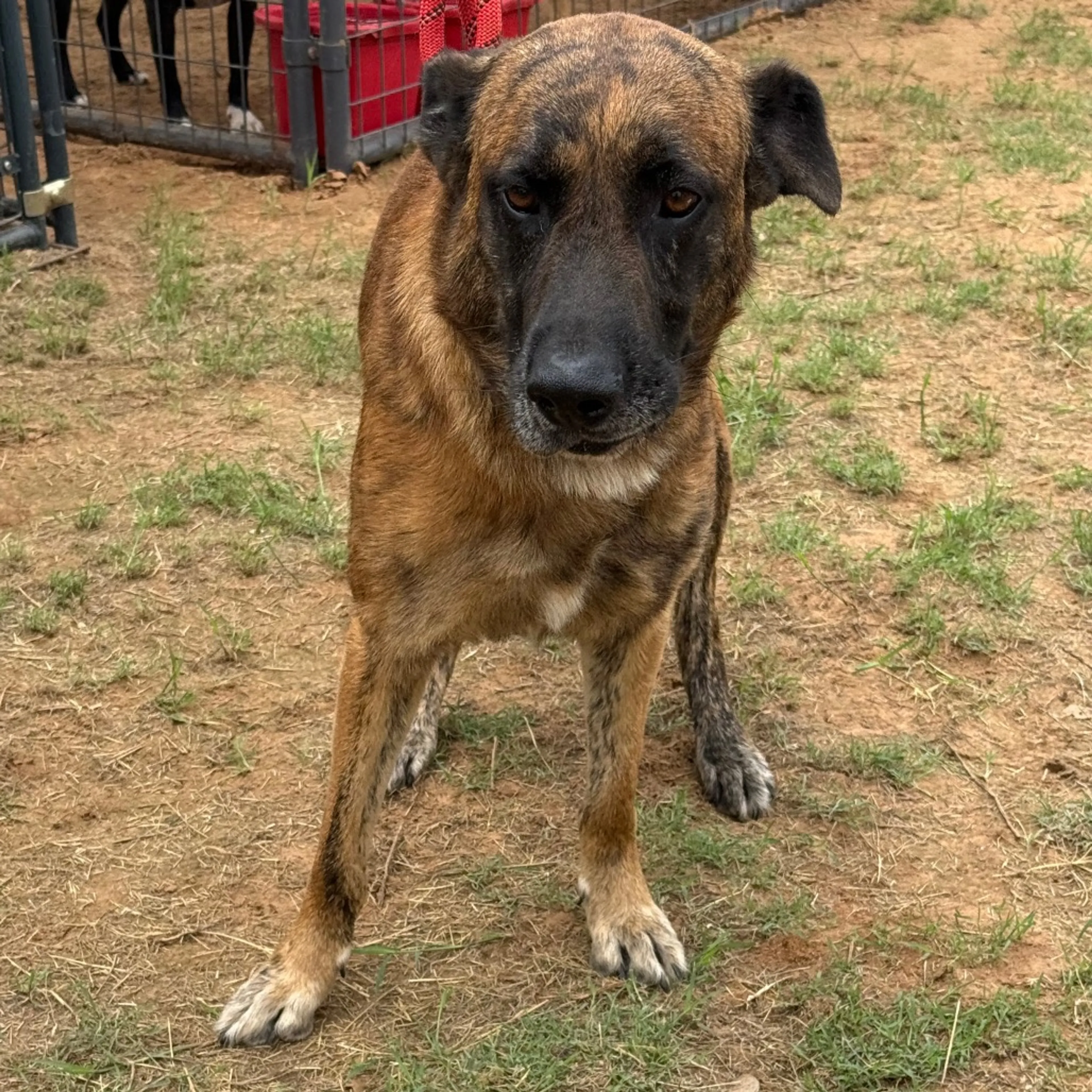 Found pet-2