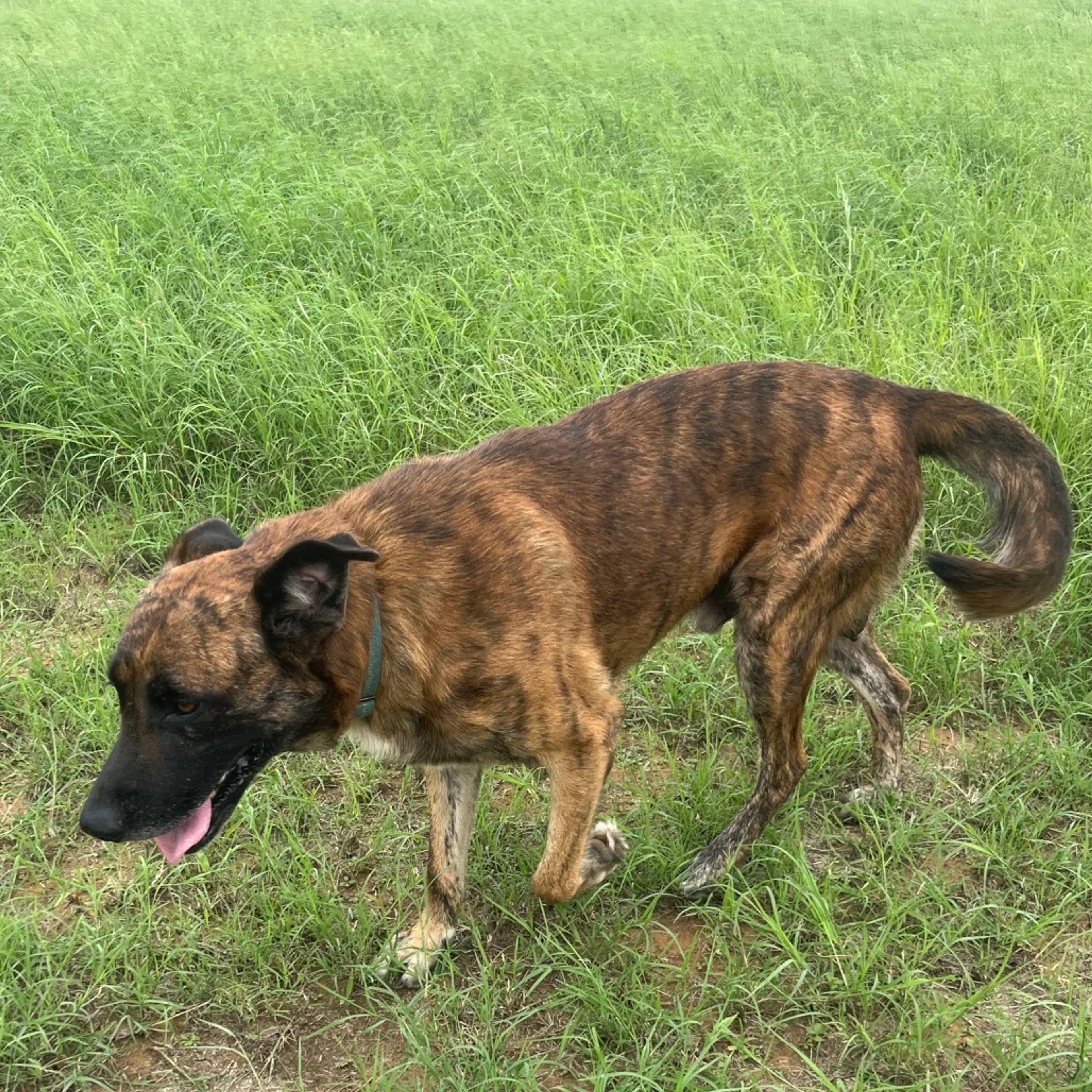 Found pet-4